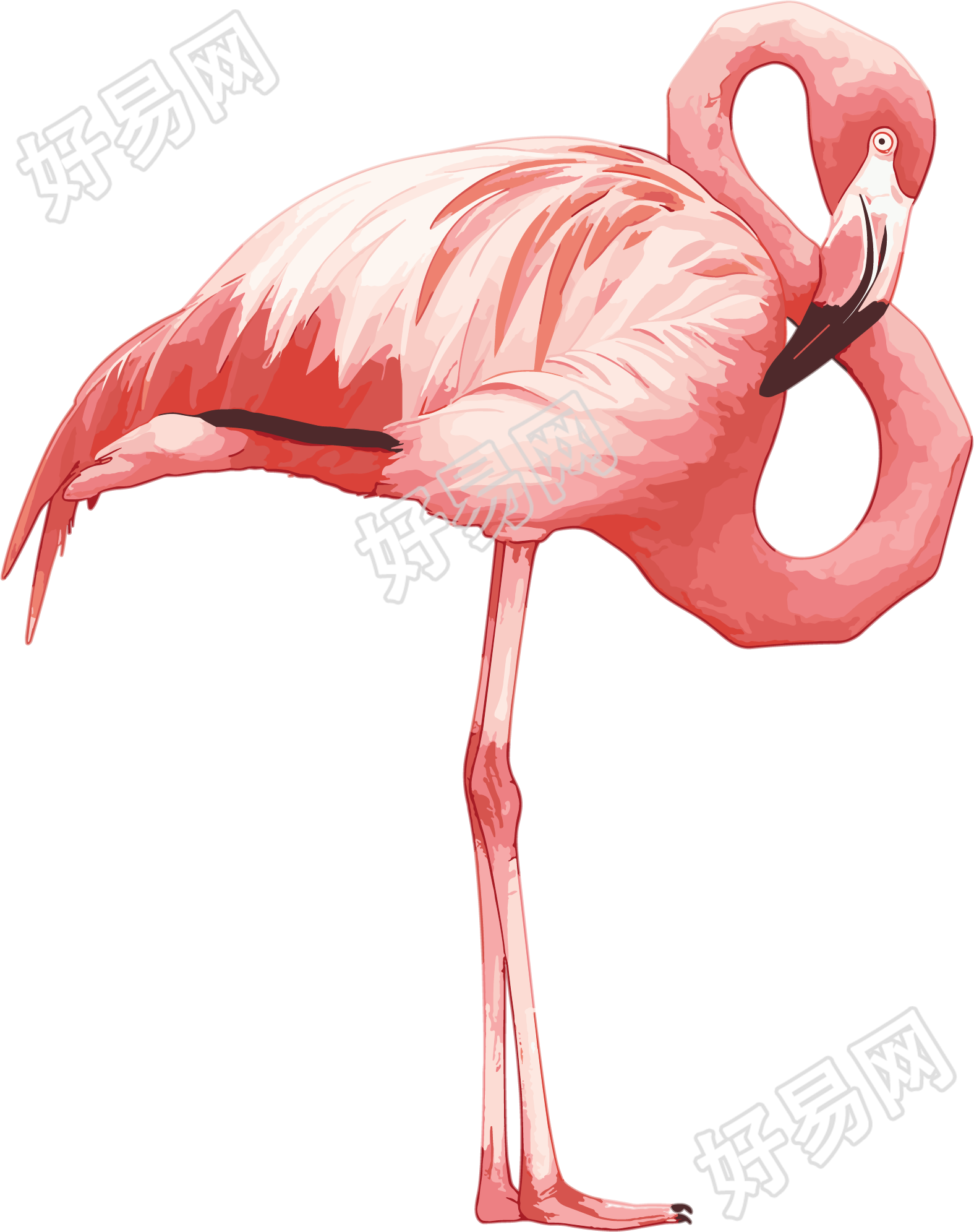 火烈鸟高清素材