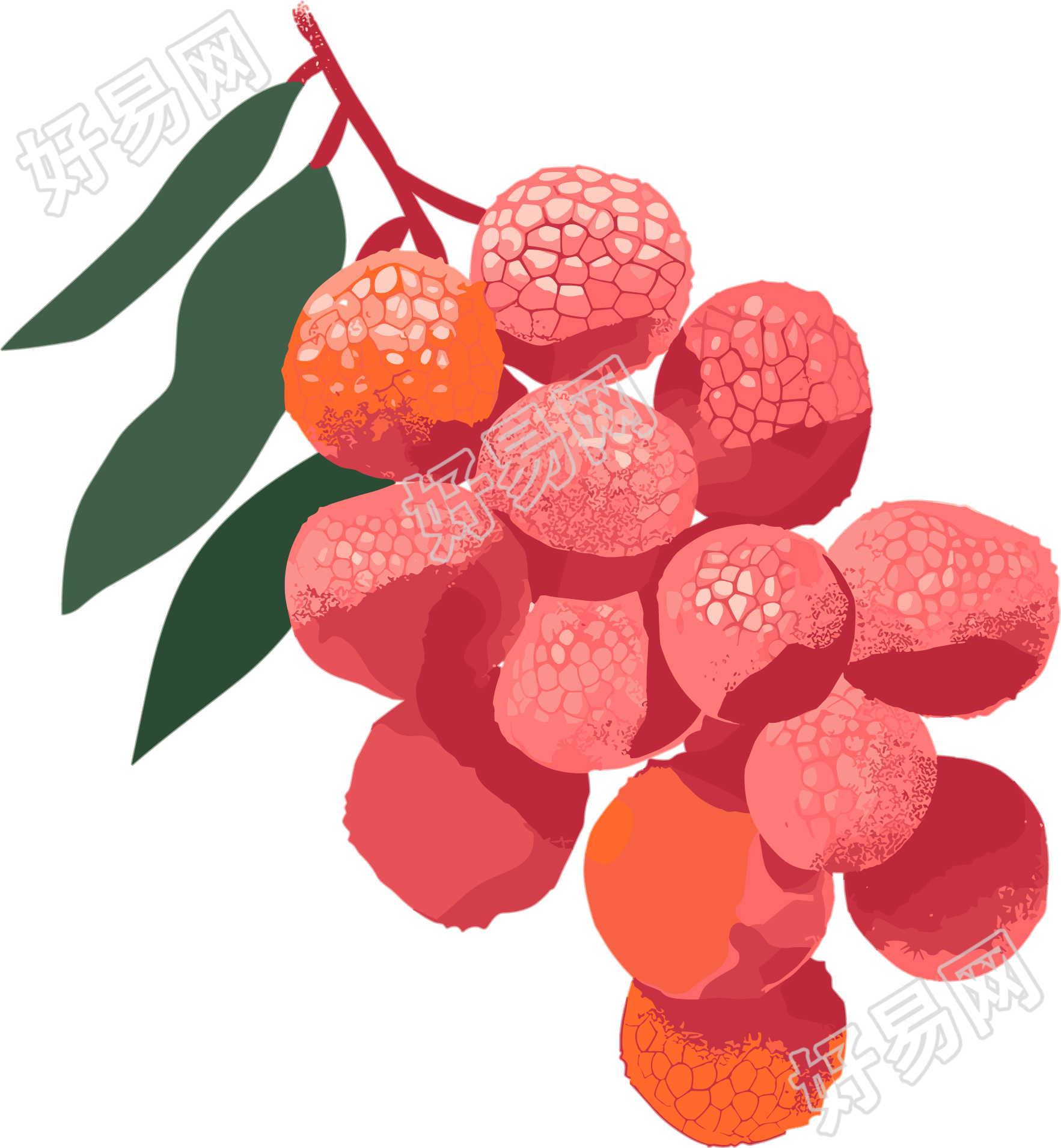 荔枝矢量图形插画