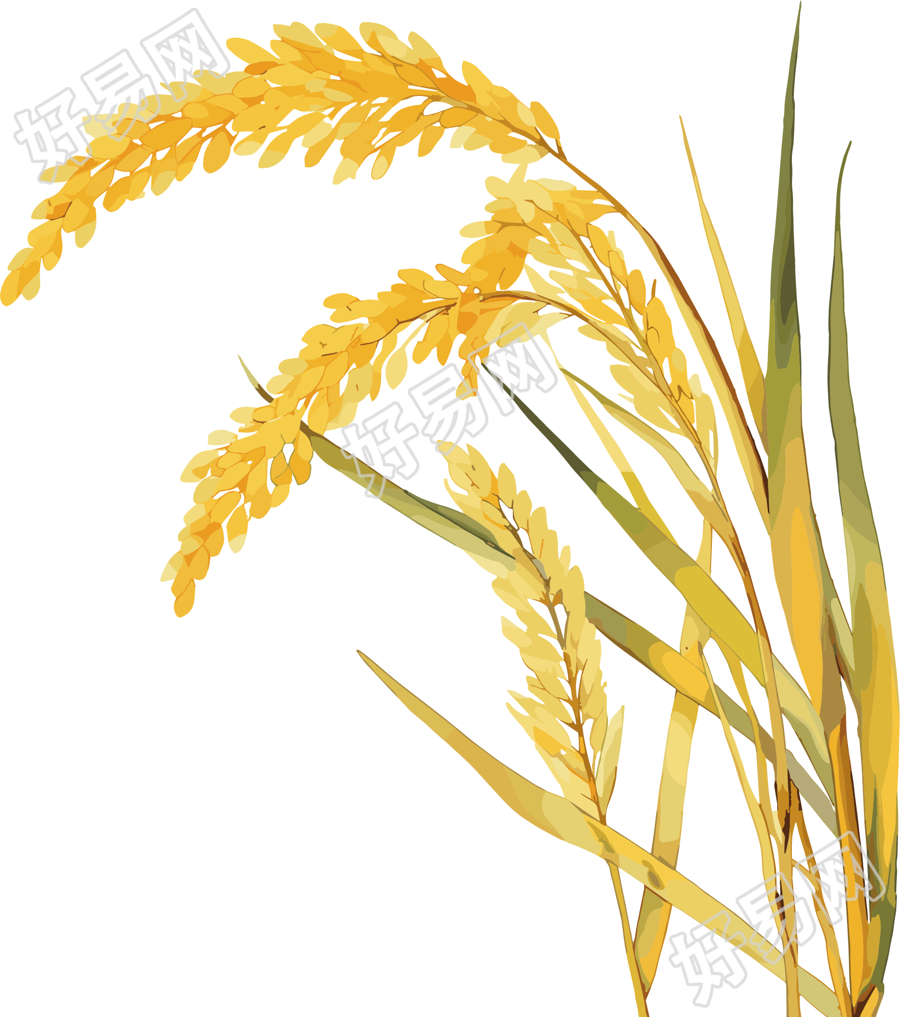 小麦可商用素材芒种插图