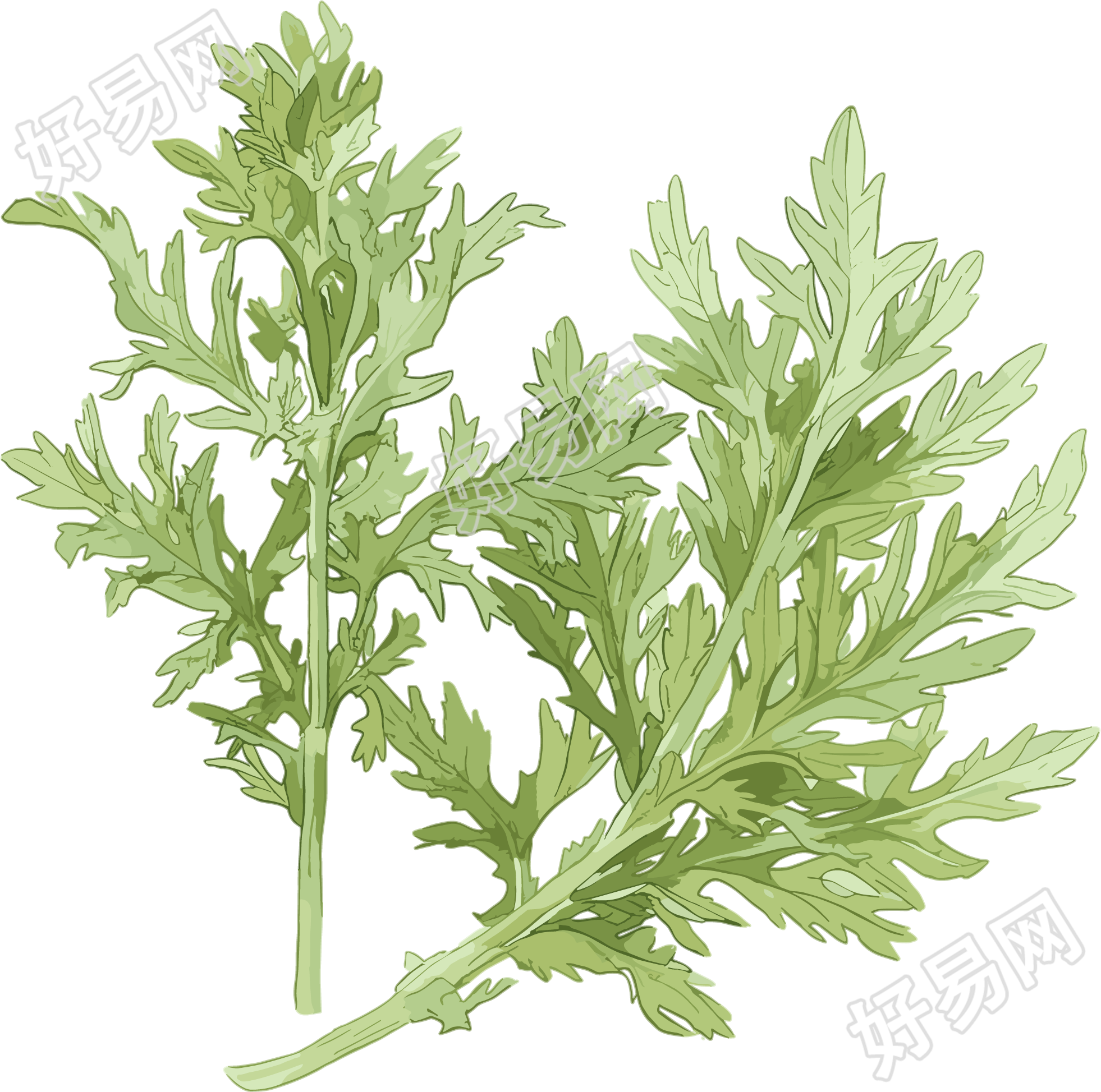 艾草透明背景插画