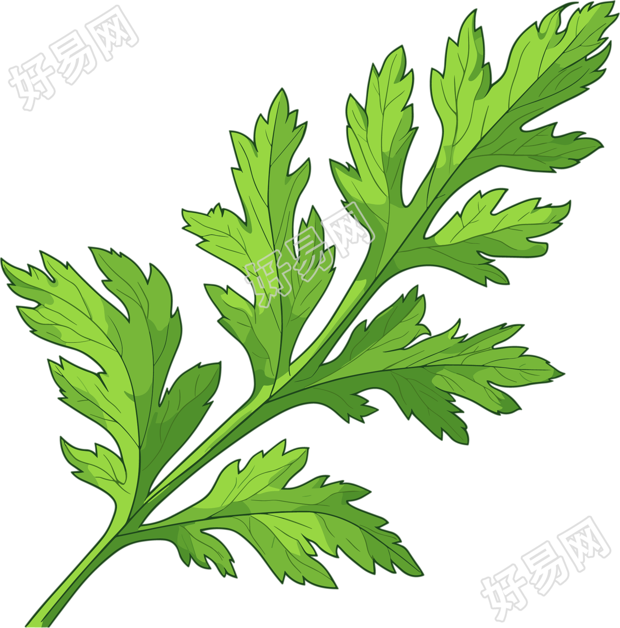 艾草高清插画