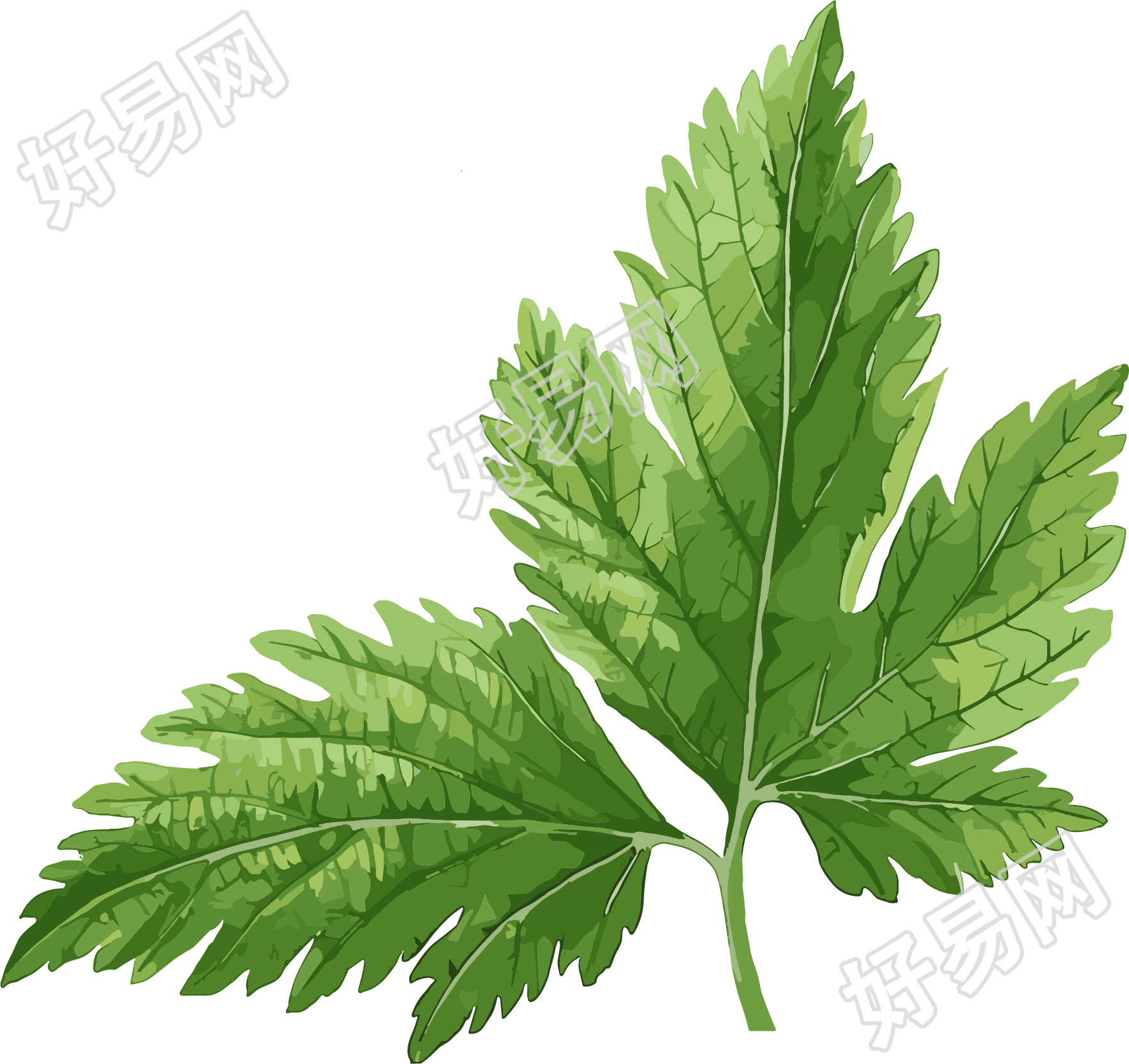 艾草极简插图
