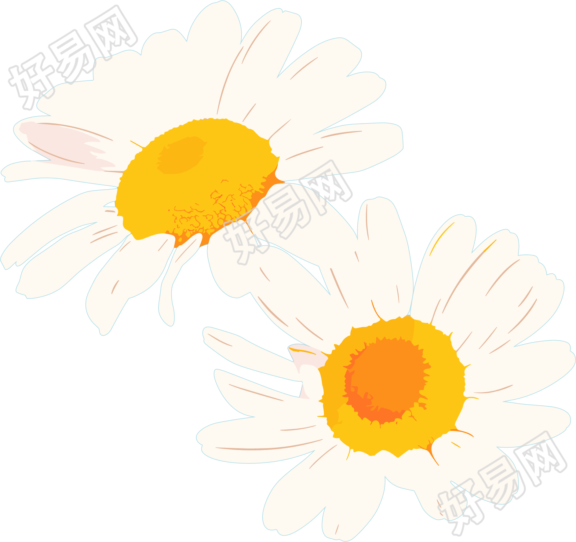 雏菊花朵素材