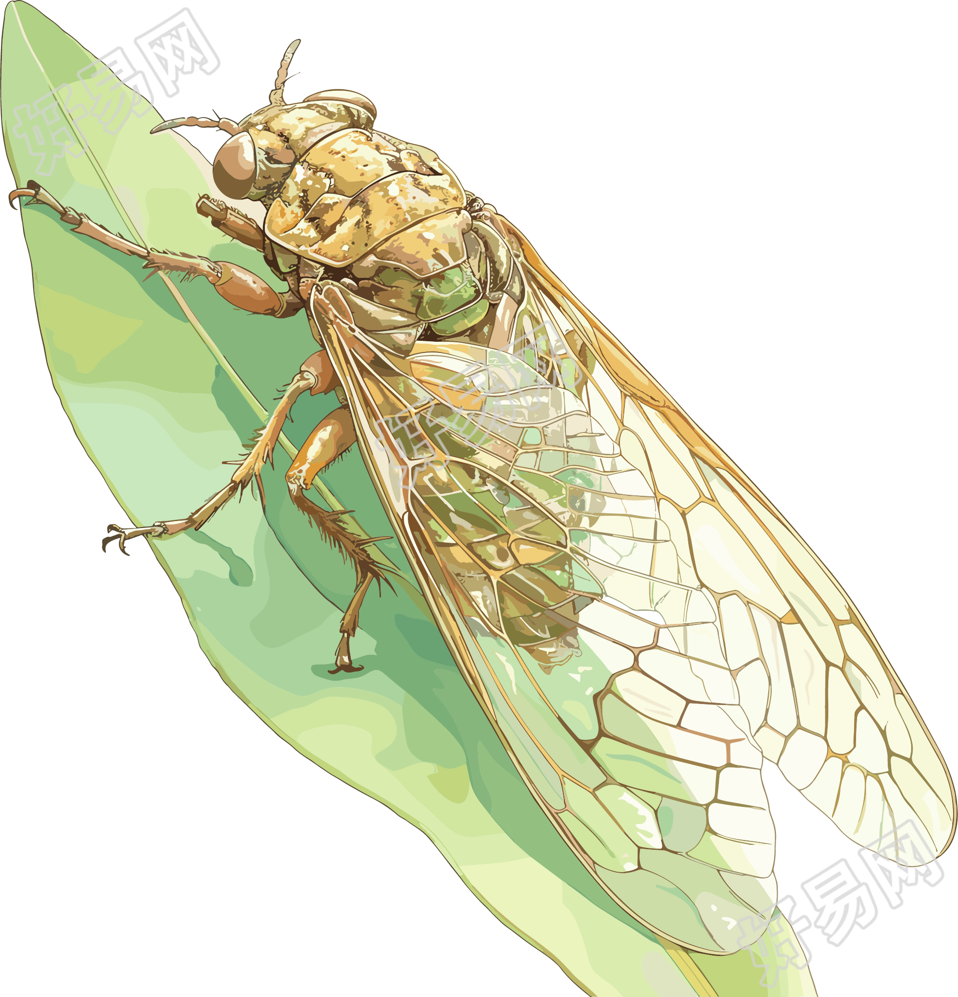 夏蝉卡通插图