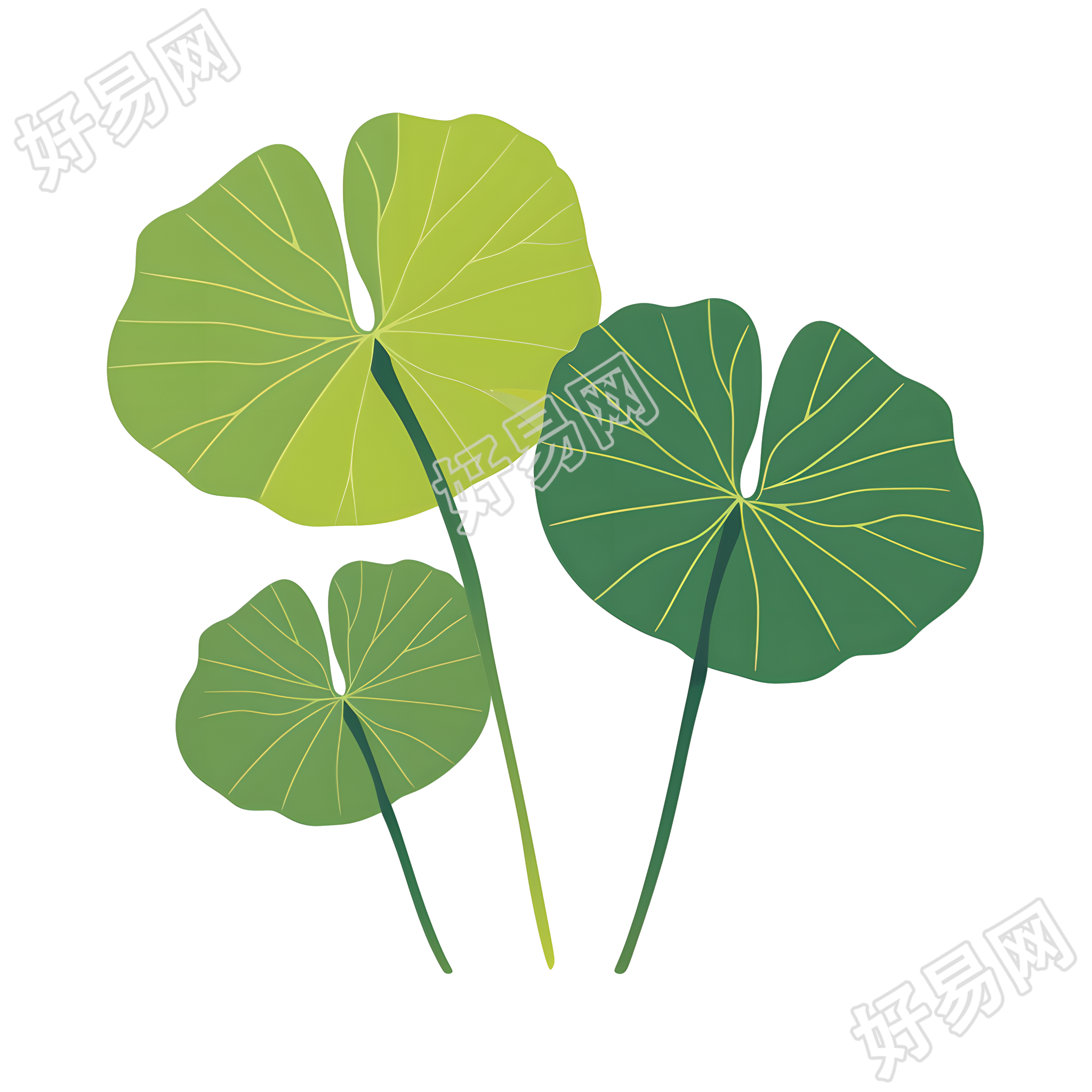 夏天荷叶简洁插画