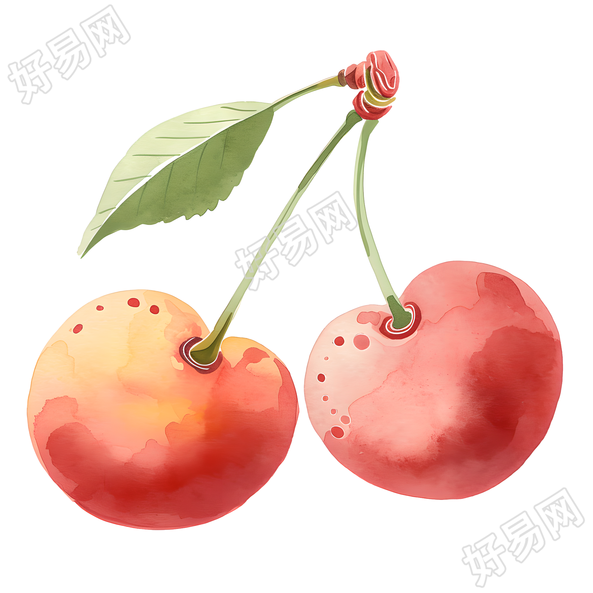 夏天樱桃水彩插画