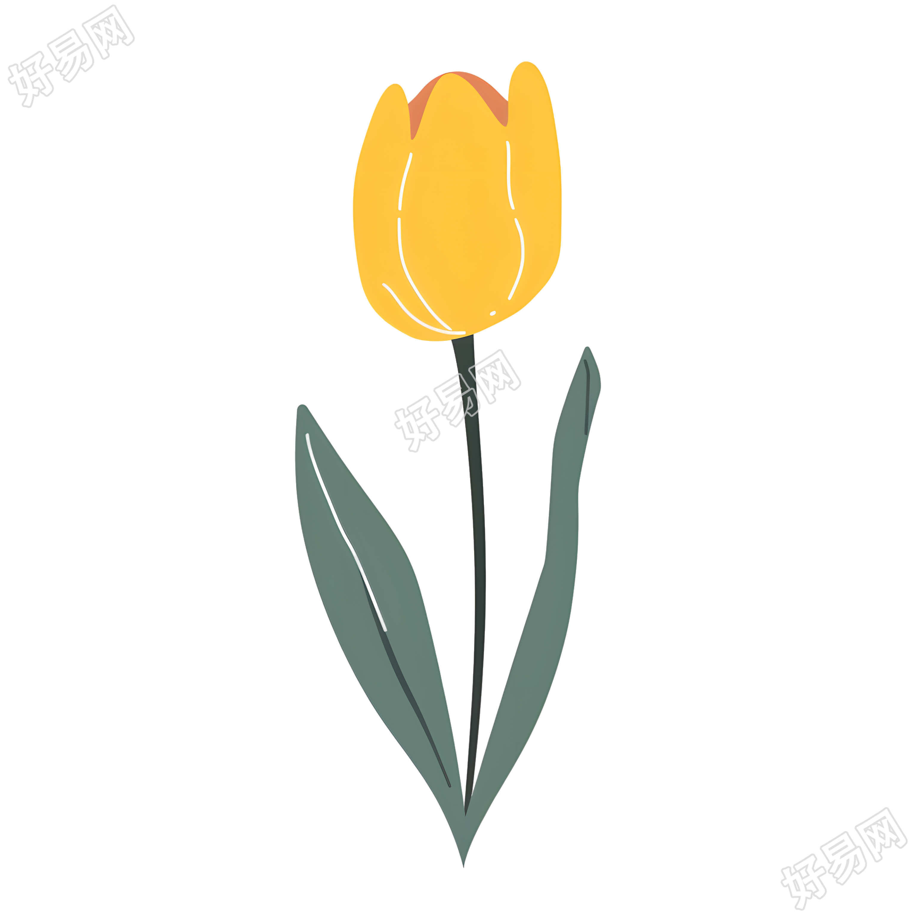 单支郁金香创意插画