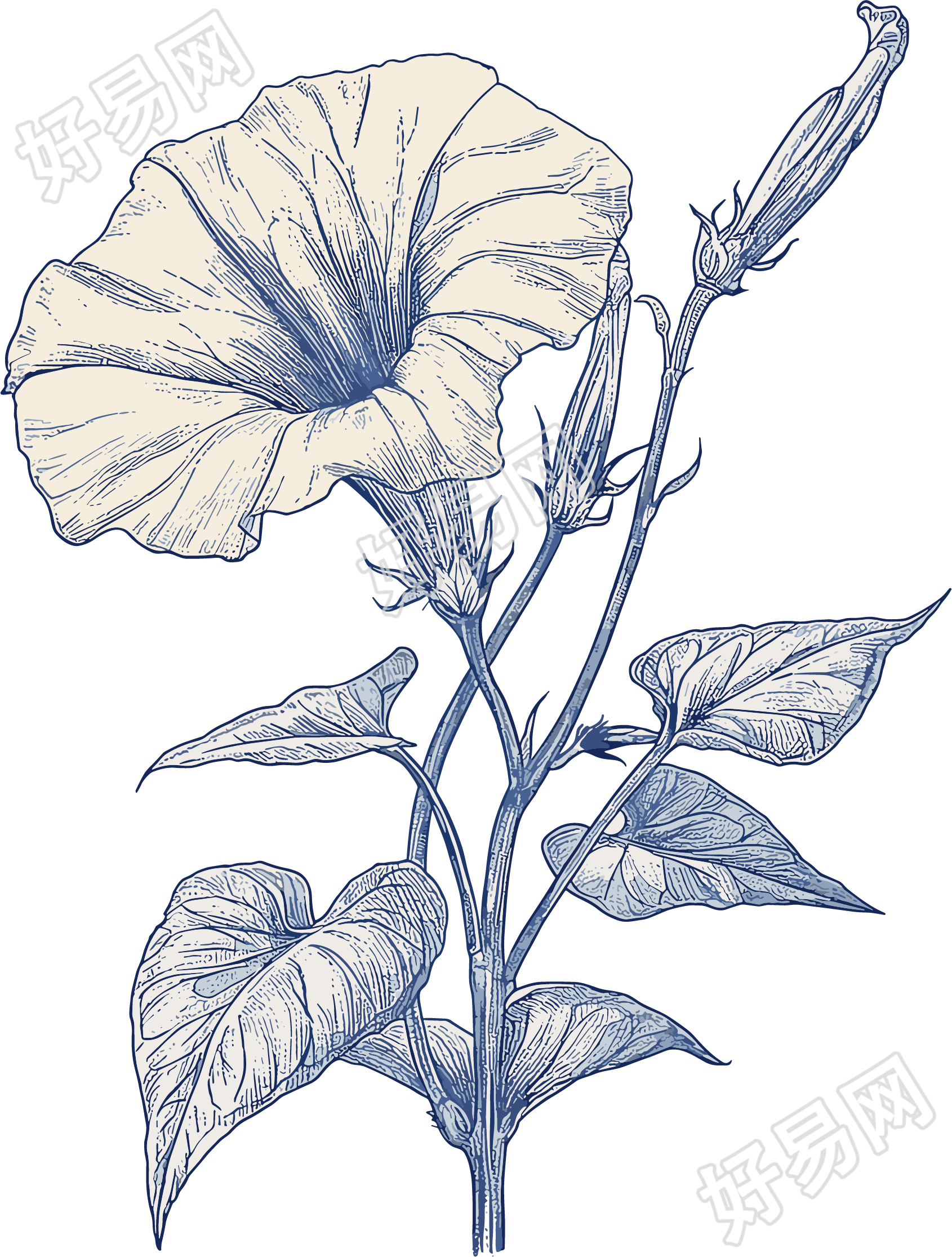 牵牛花素描插画元素