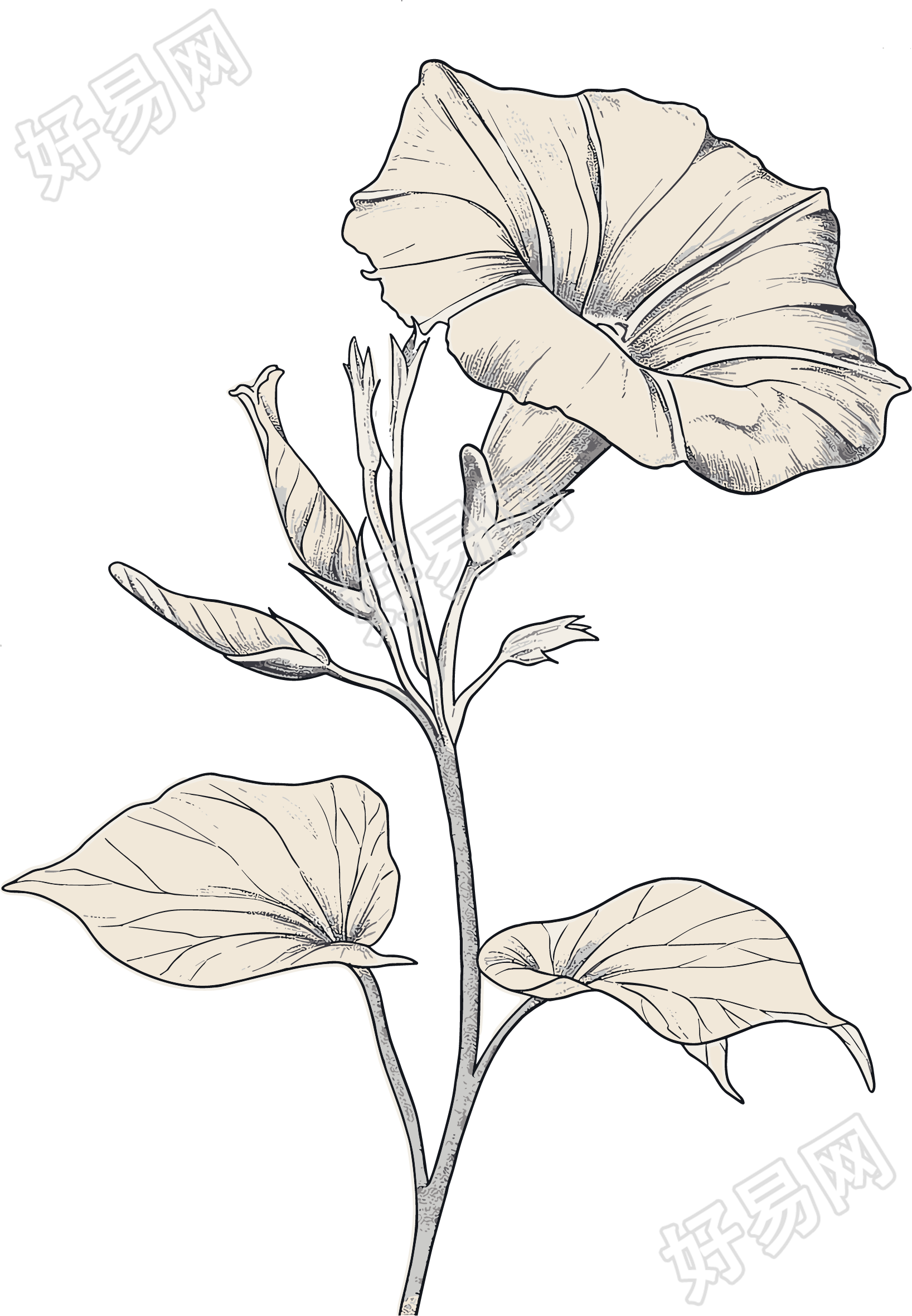牵牛花素描矢量插画