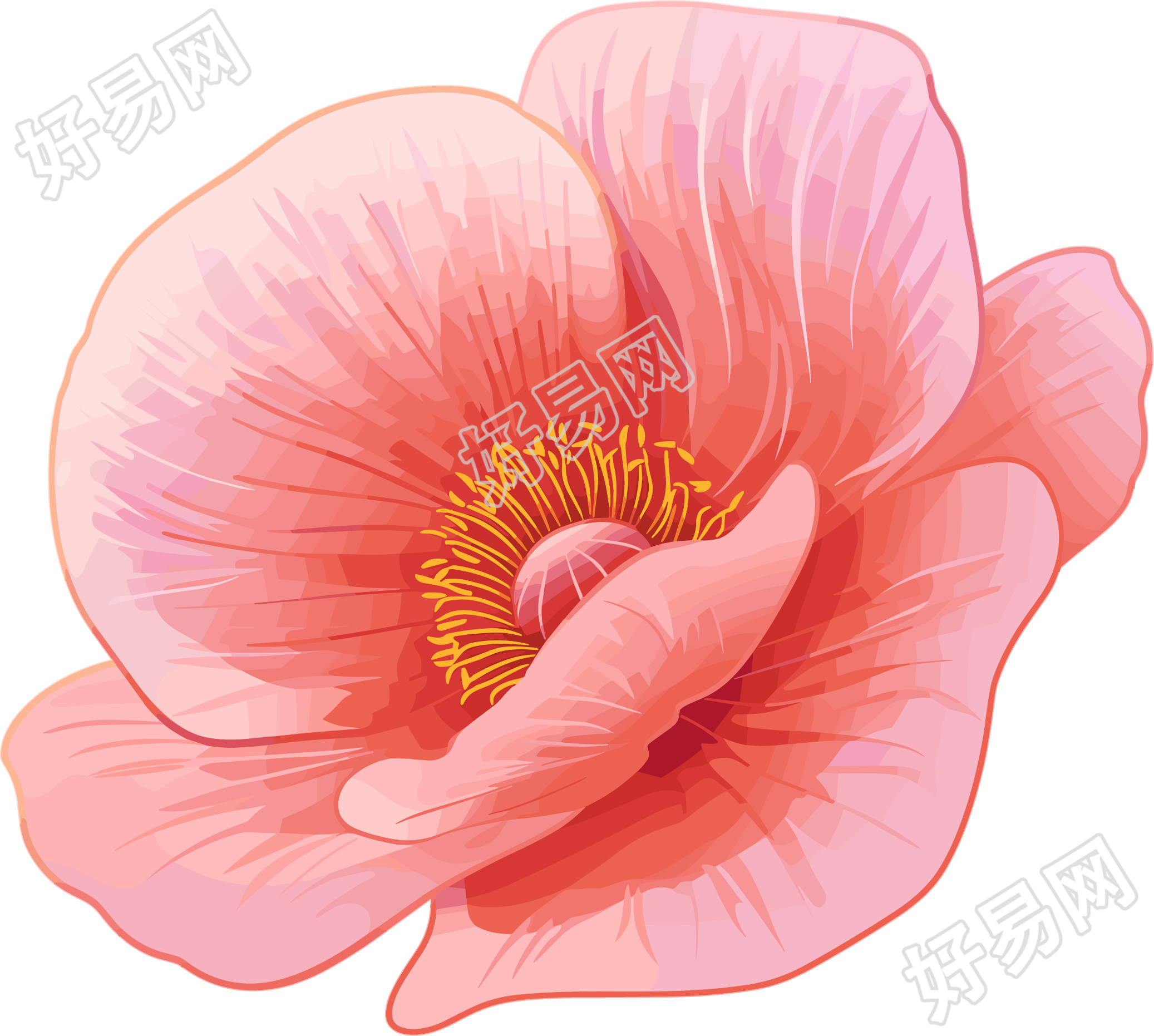 禁毒罂粟花瓣插图