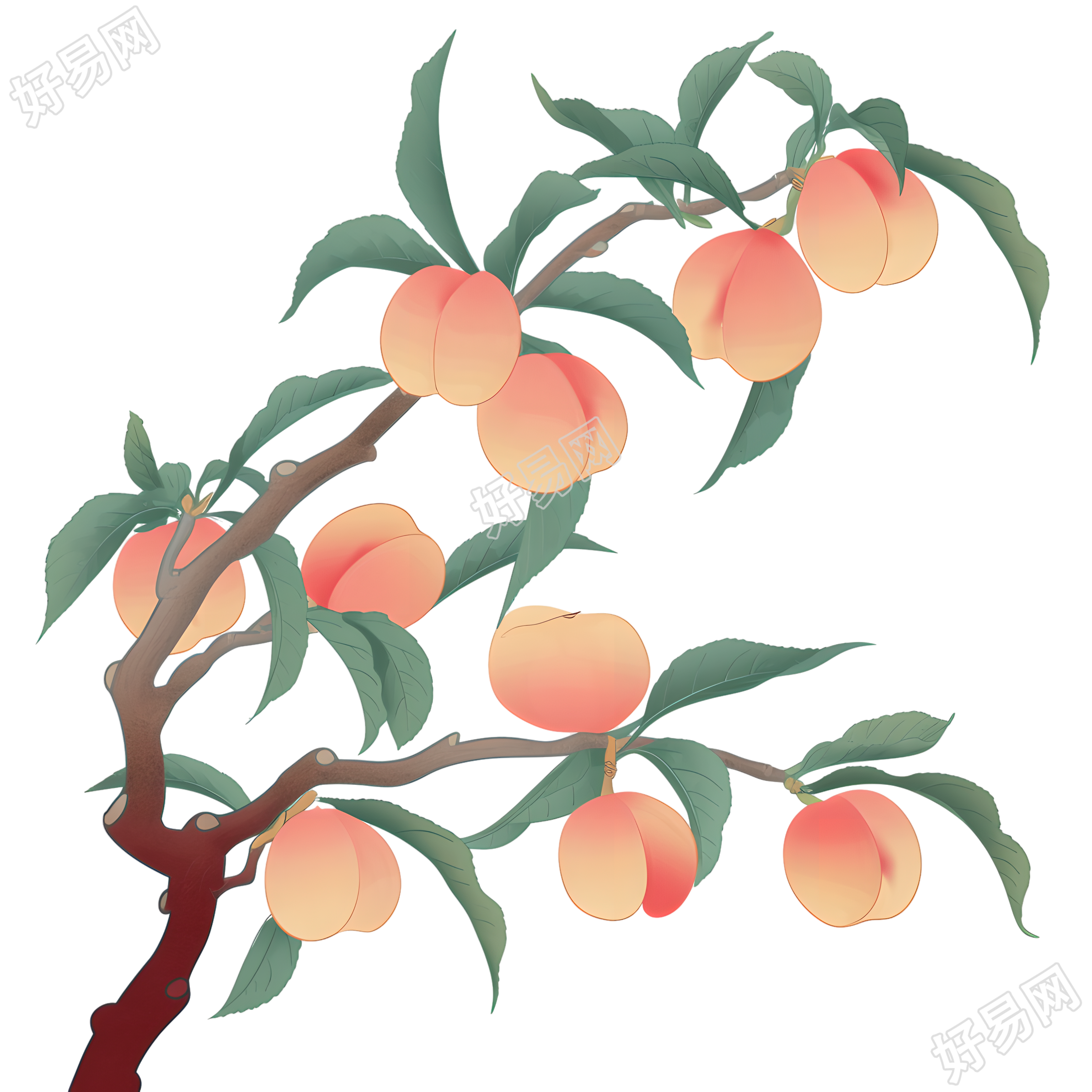 桃子桃枝插画