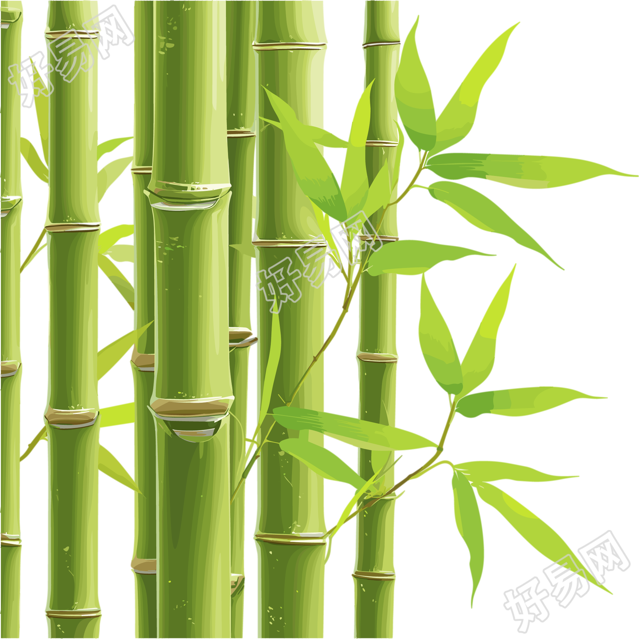 竹子插画素材