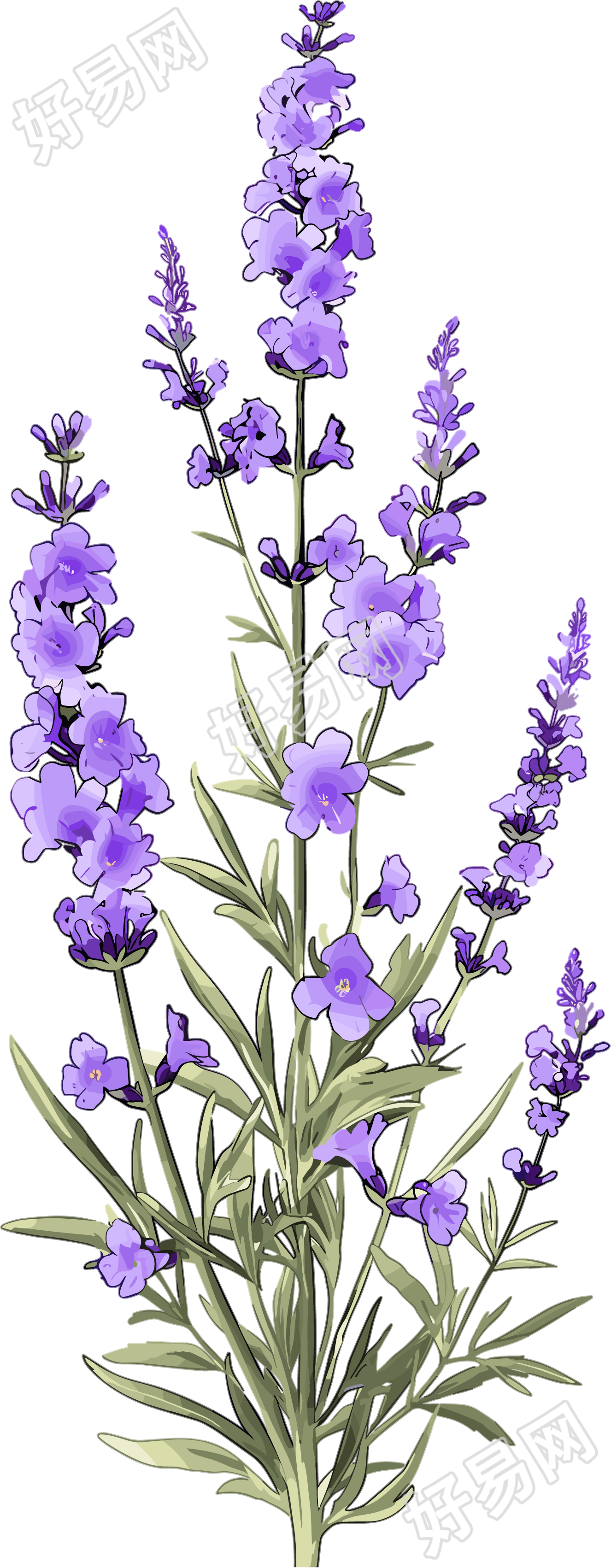 薰衣草卡通插图