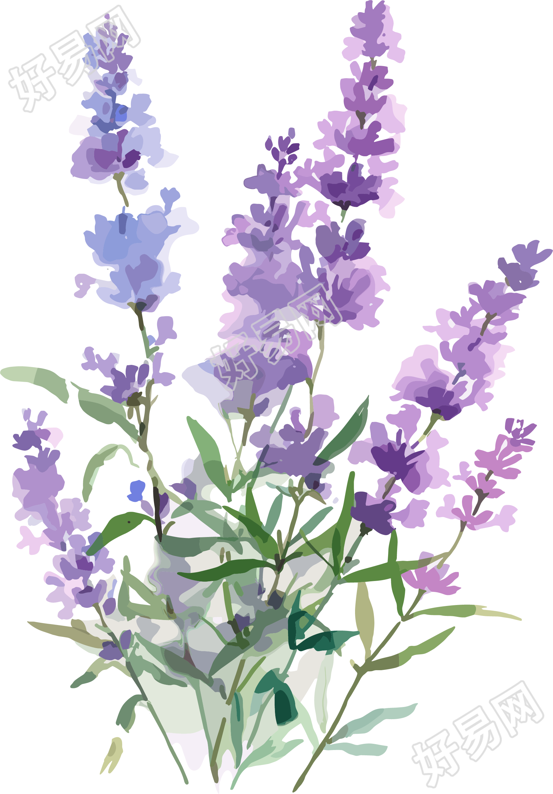 薰衣草水彩风插画