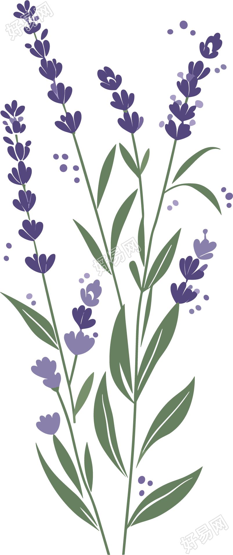 薰衣草向量插画