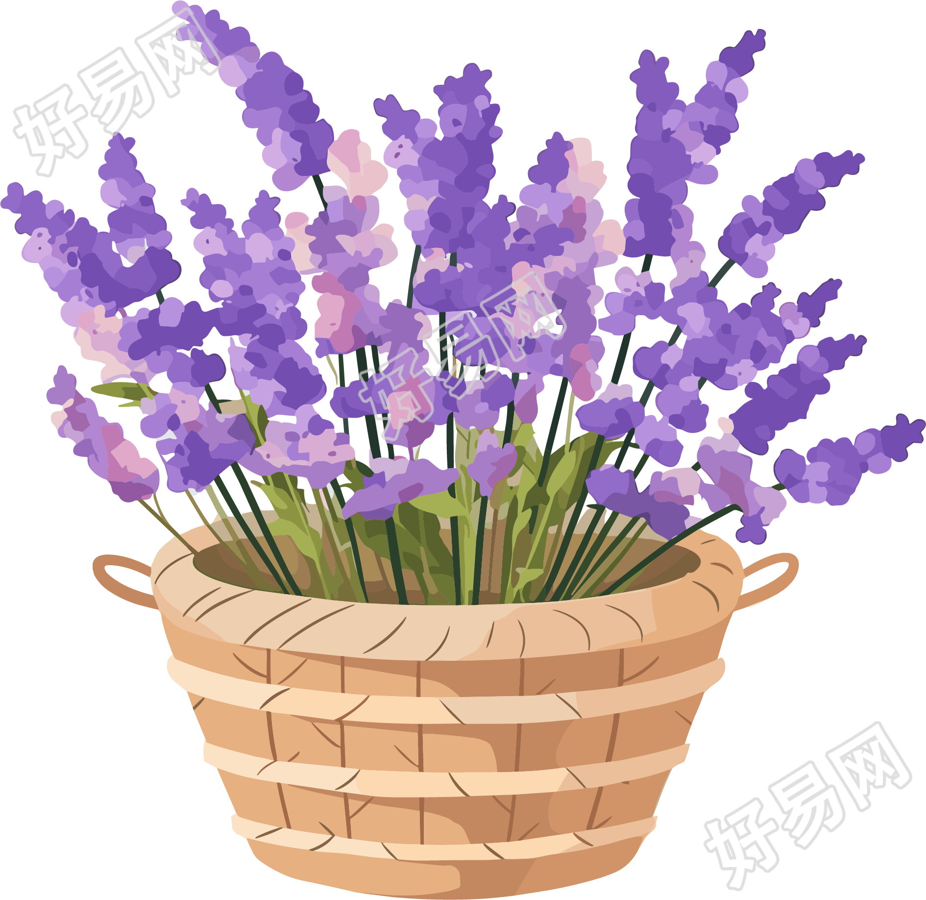 薰衣草清新插画