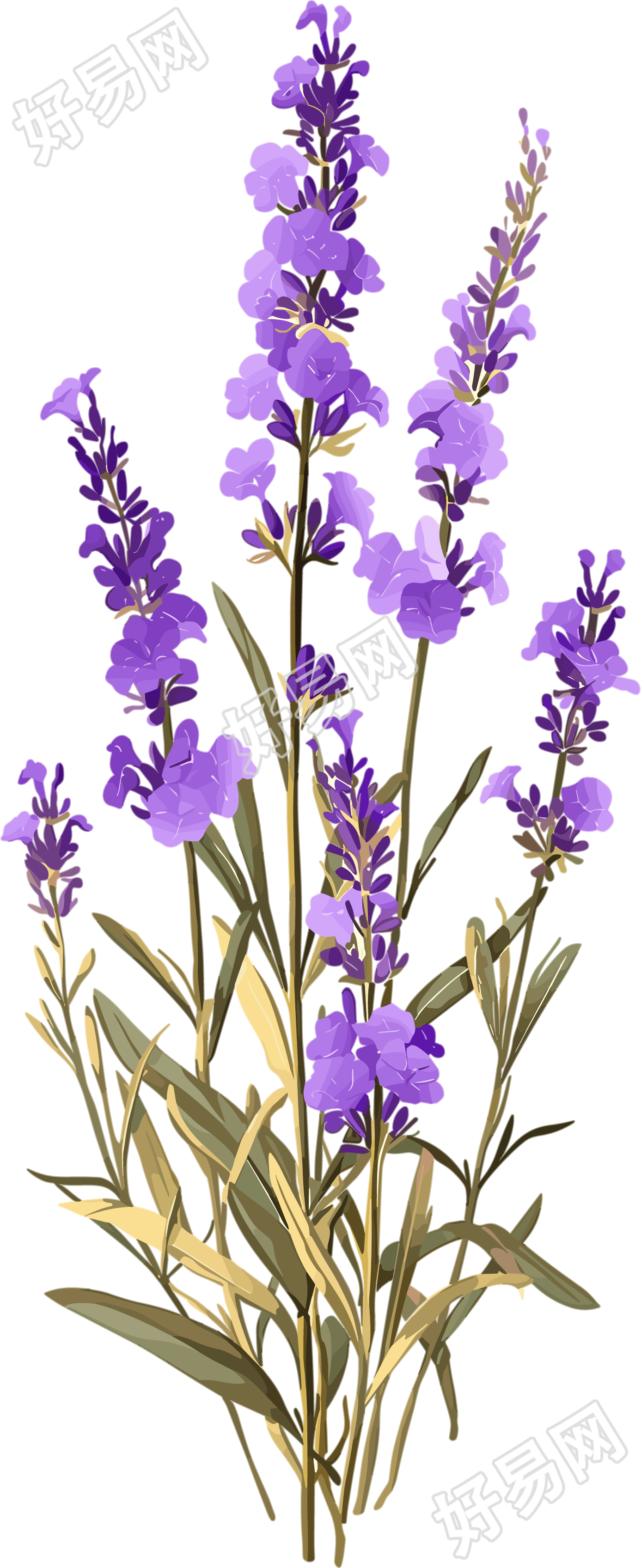 薰衣草透明背景素材