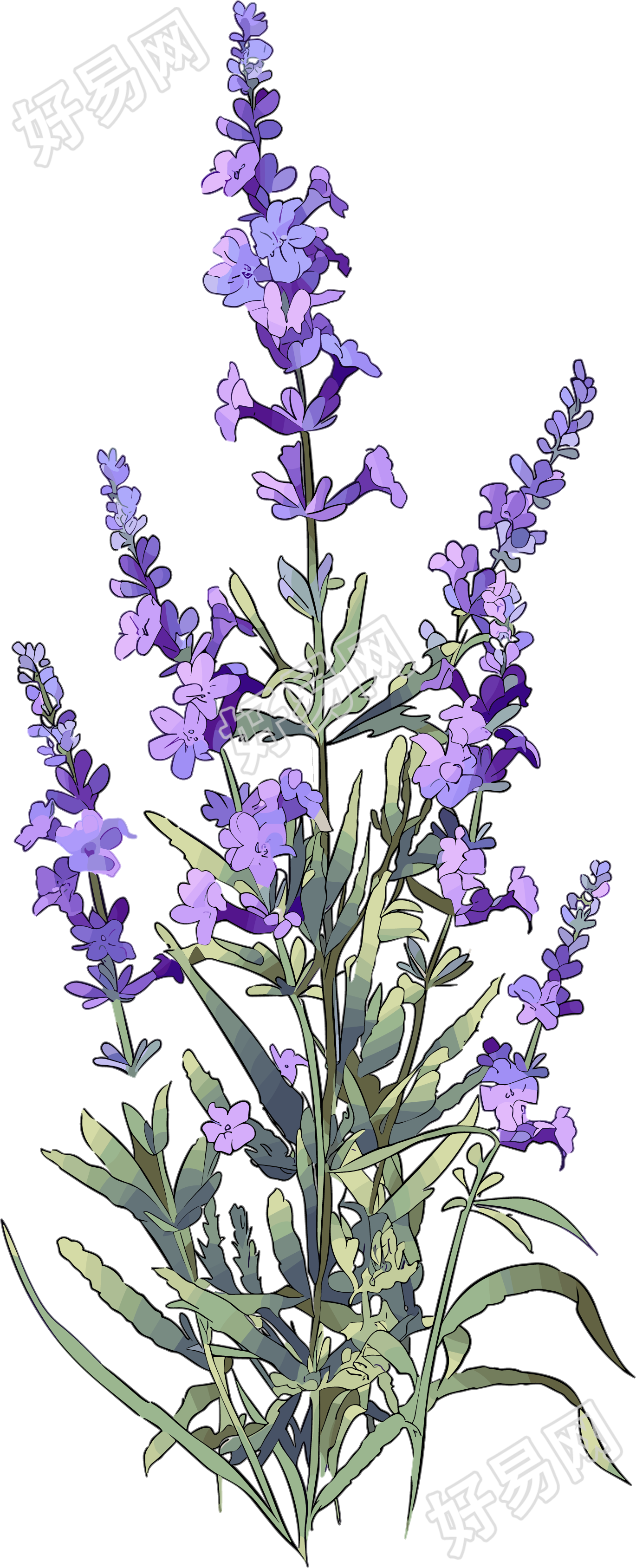 薰衣草矢量插图