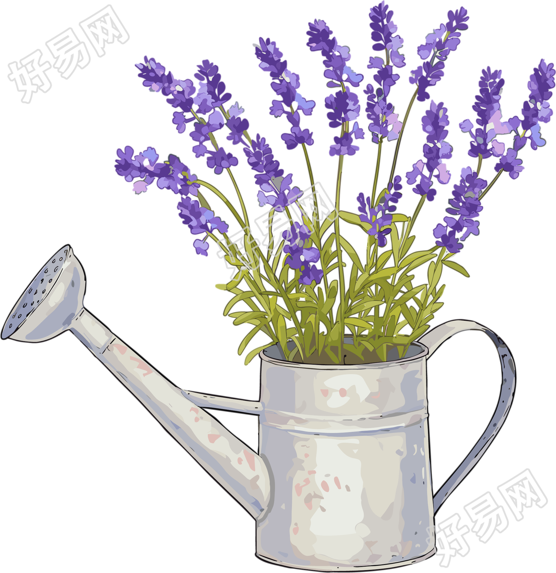 薰衣草浇水壶插图