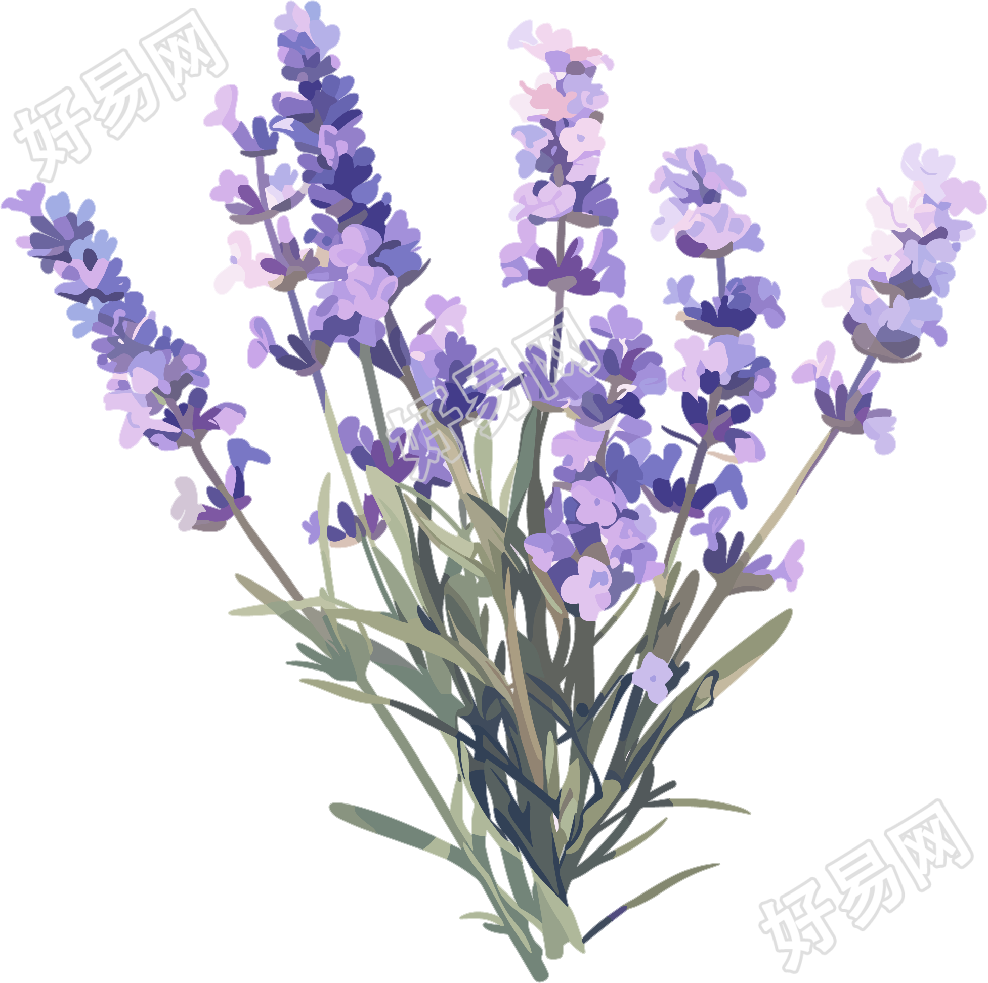 薰衣草可商用插画