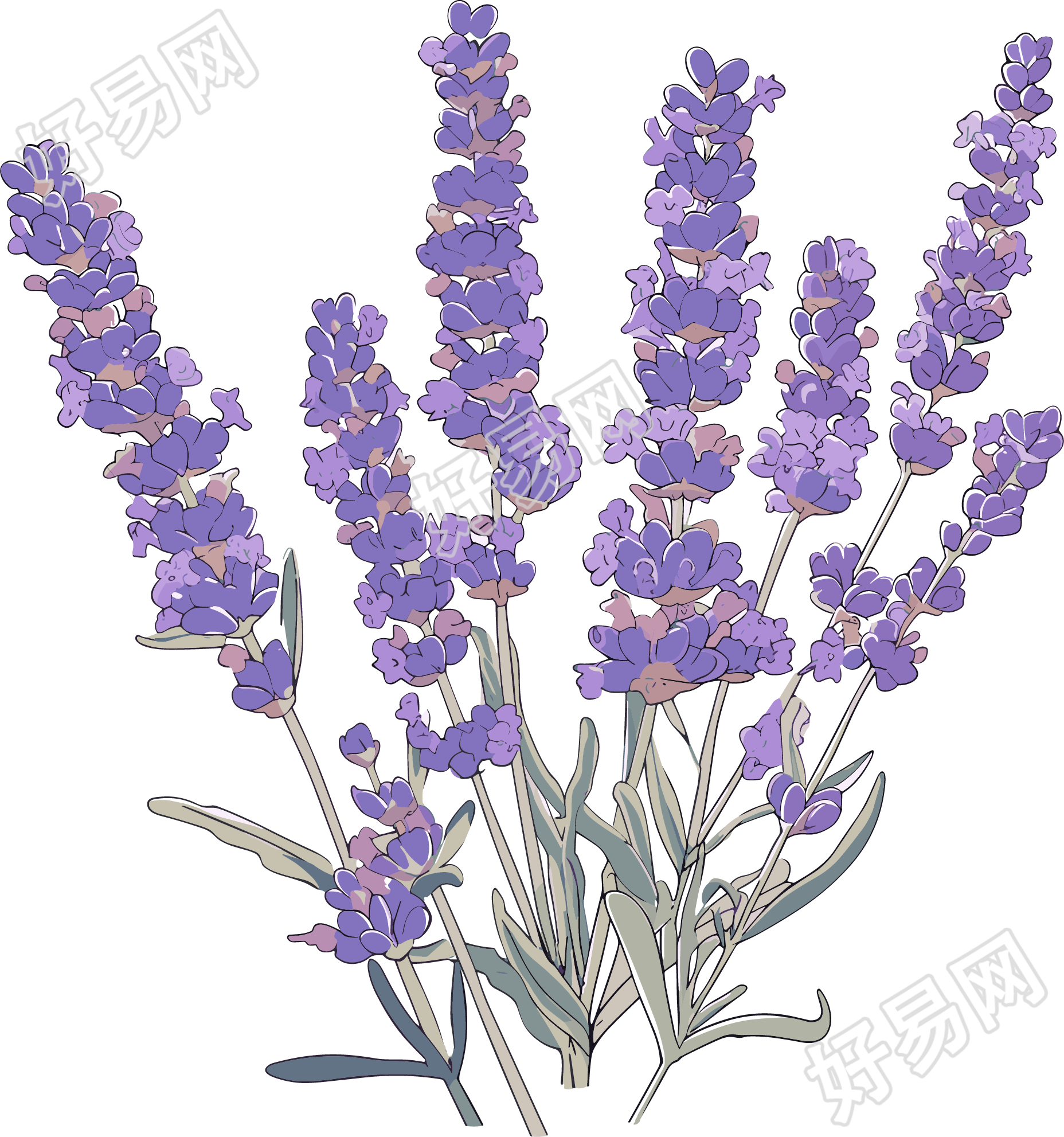 薰衣草唯美插图