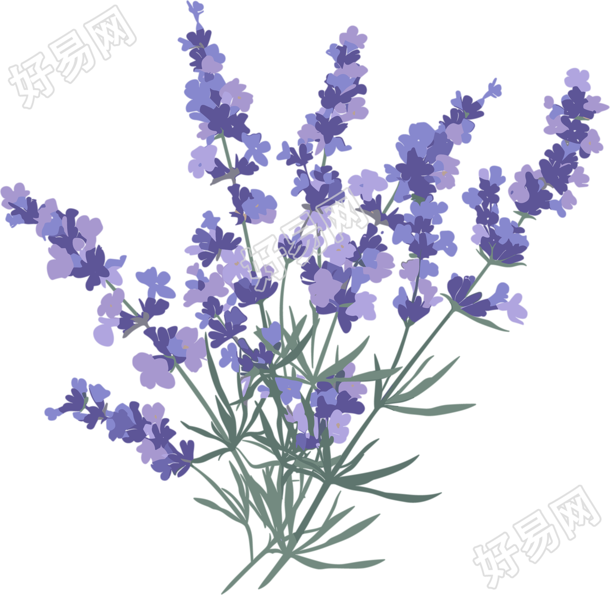 薰衣草水彩插图