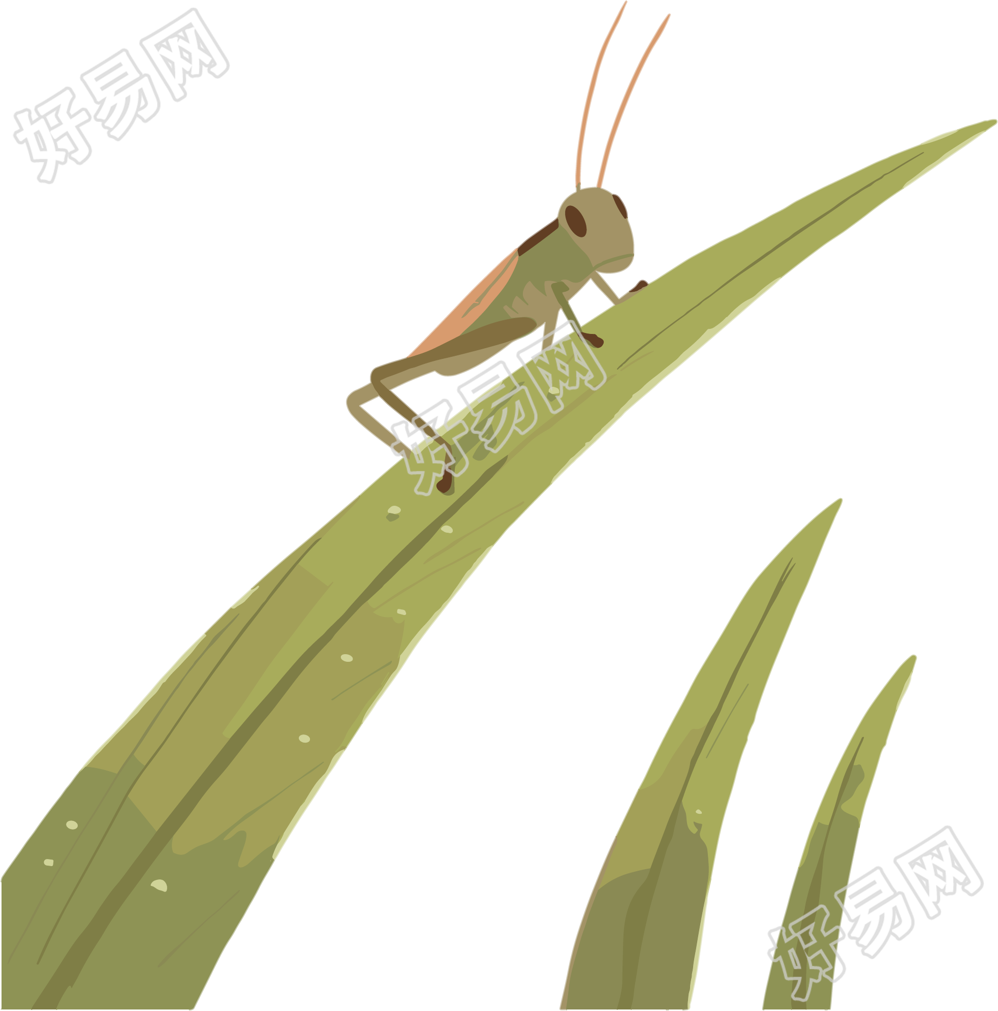 蟋蟀PNG插画素材