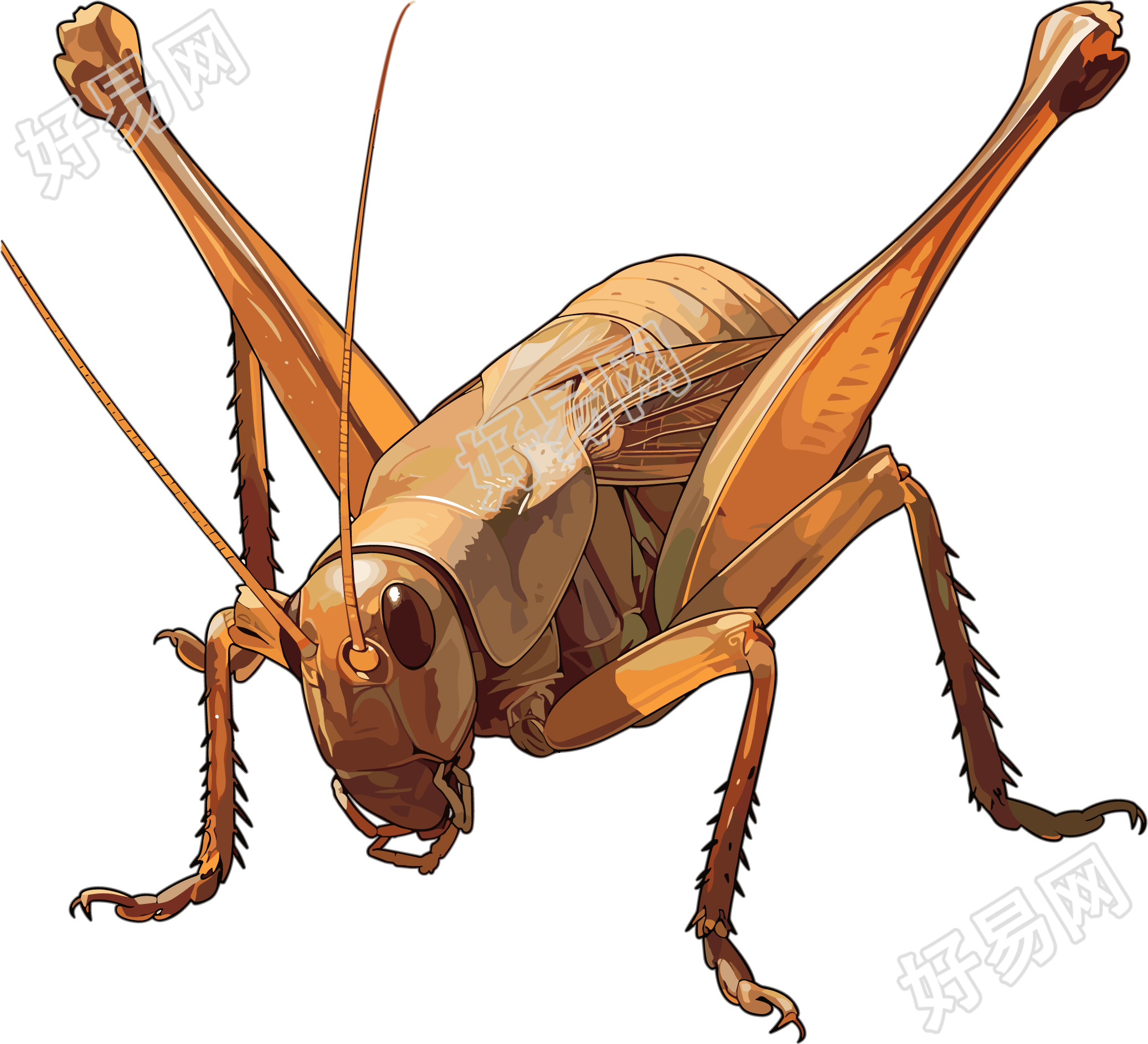 蟋蟀高清插图