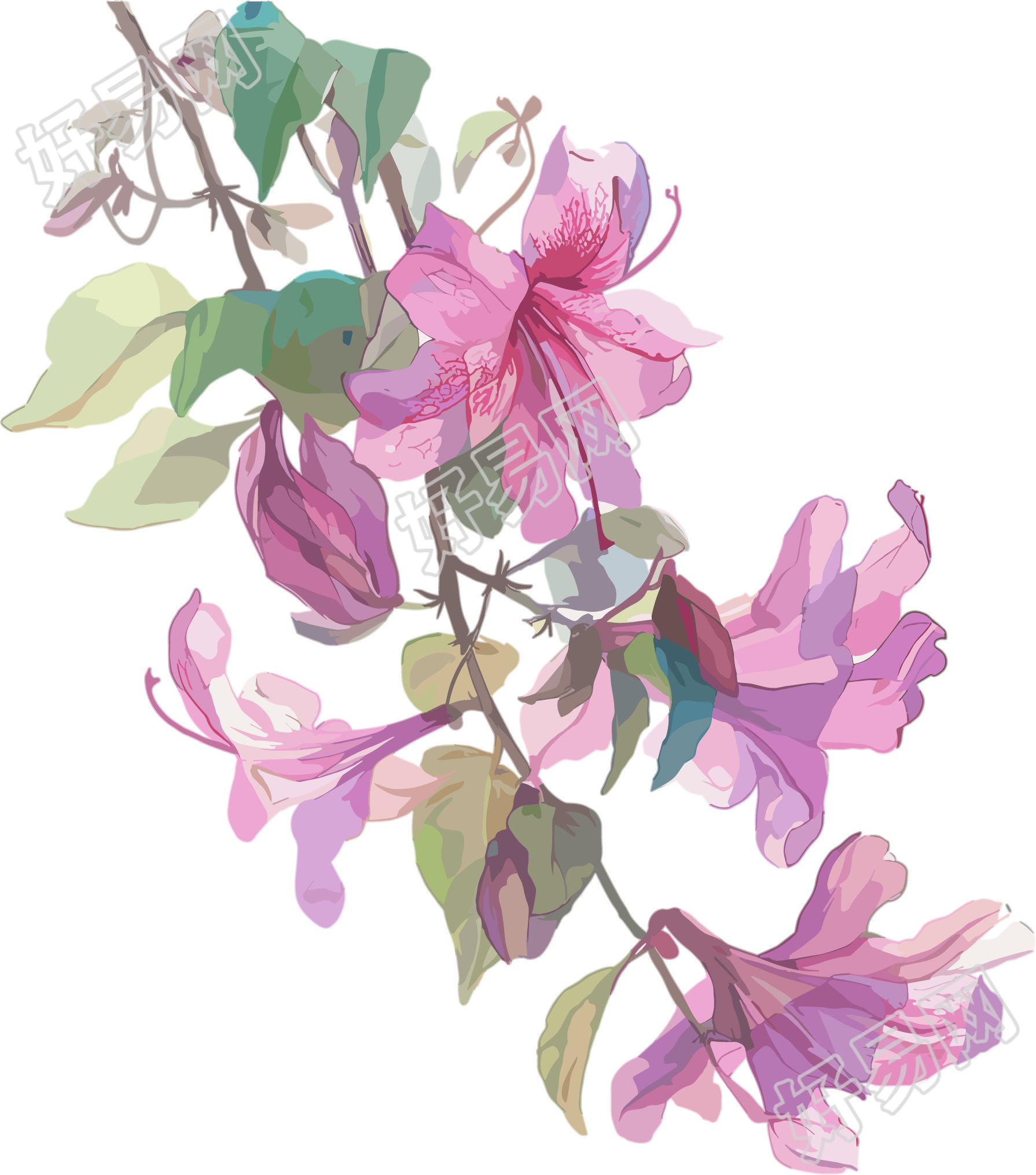 紫荆花高清素材