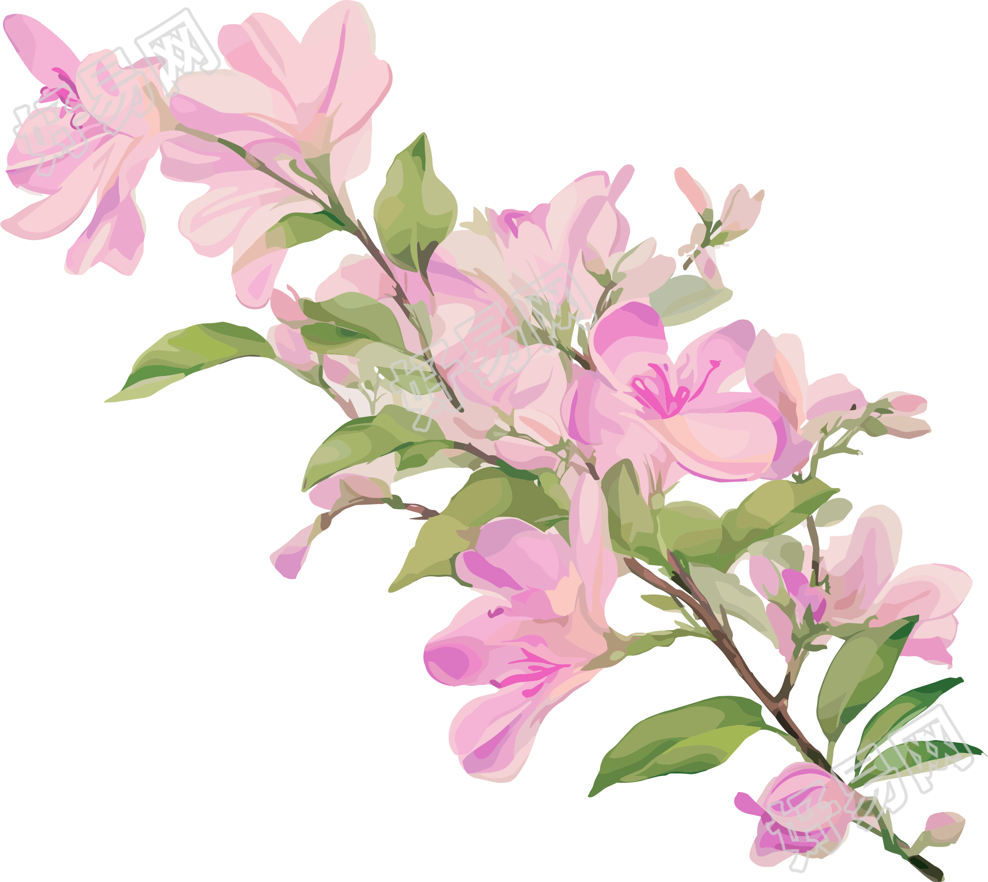 紫荆花PNG插画