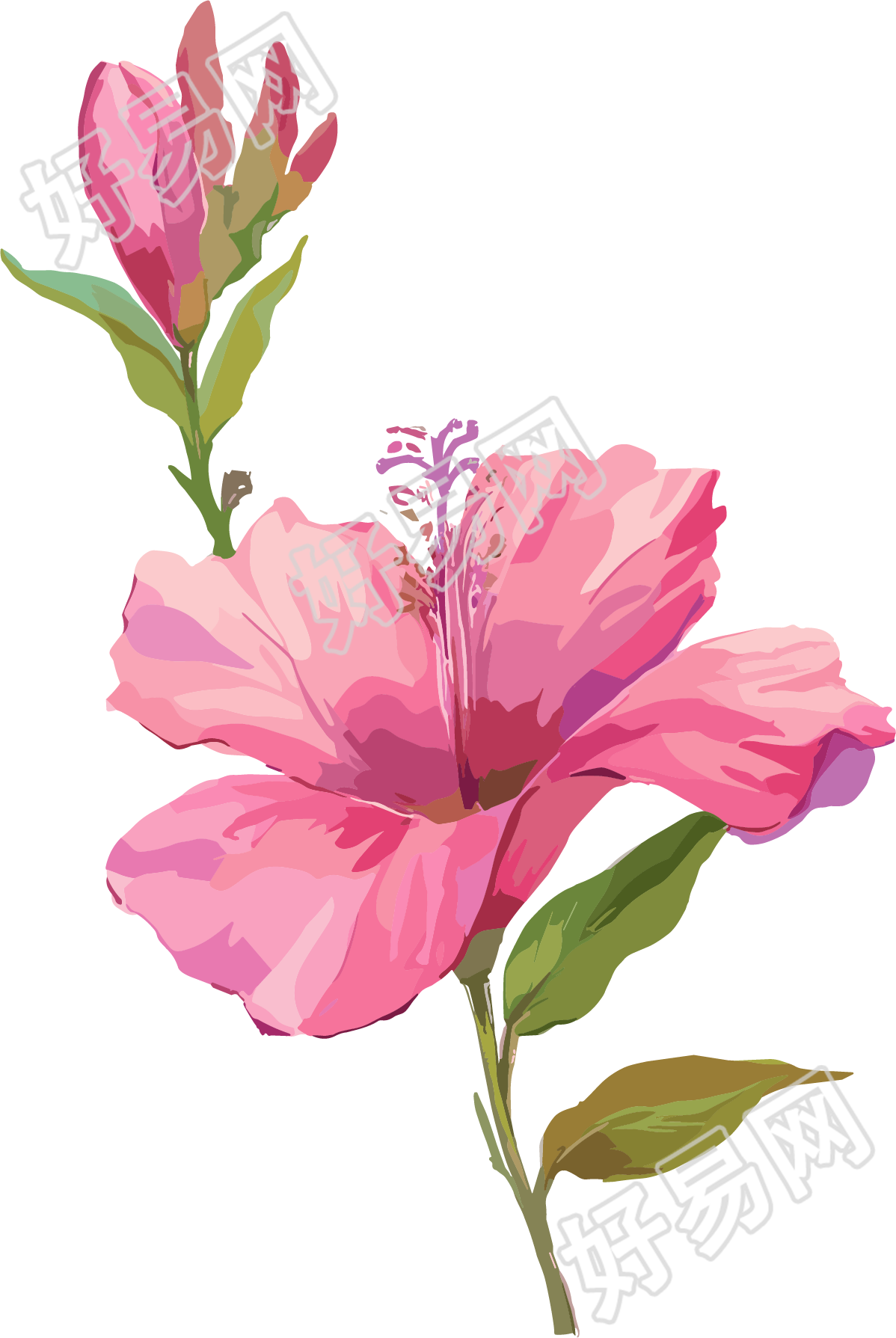 紫荆花透明背景插图
