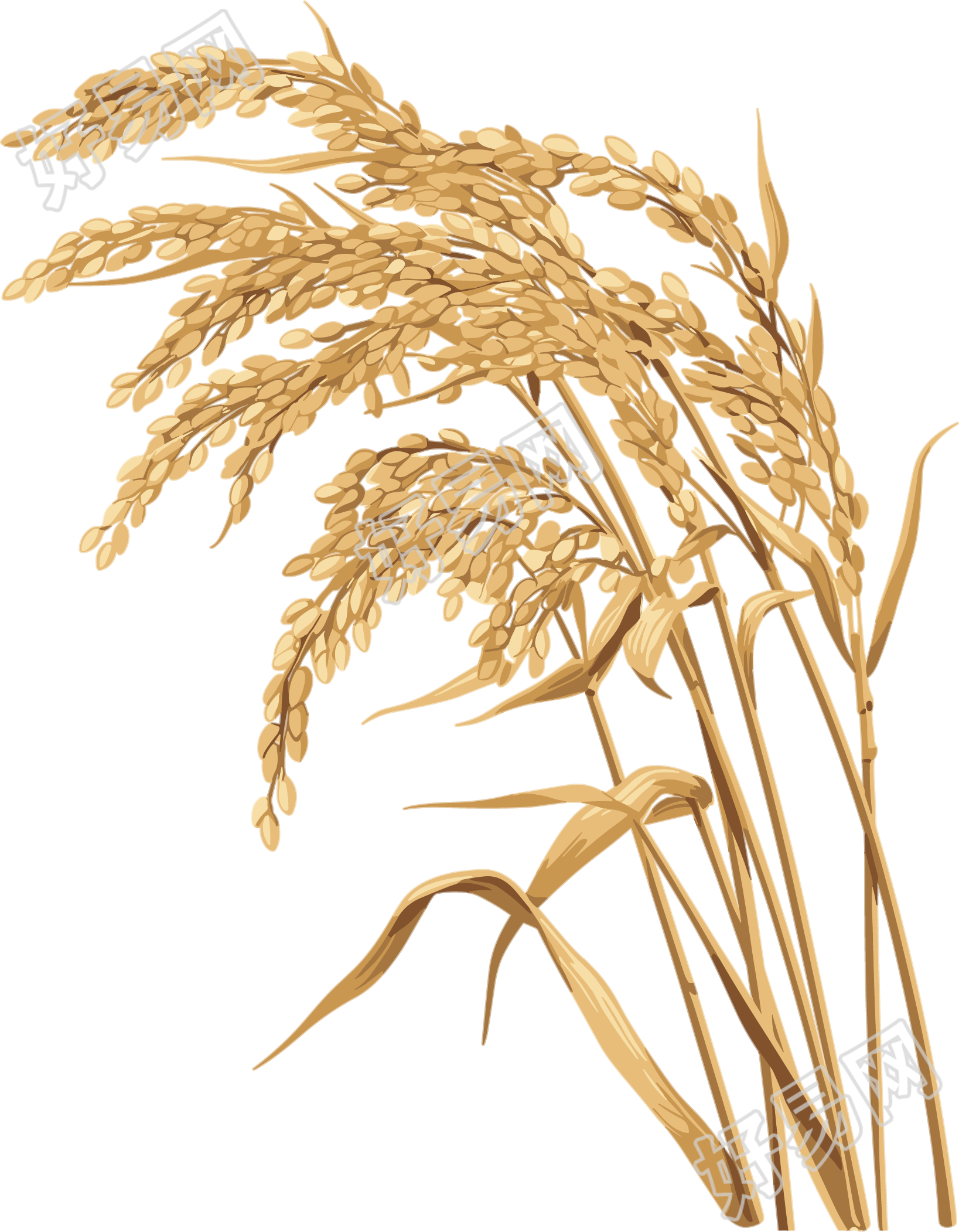水稻插画设计元素