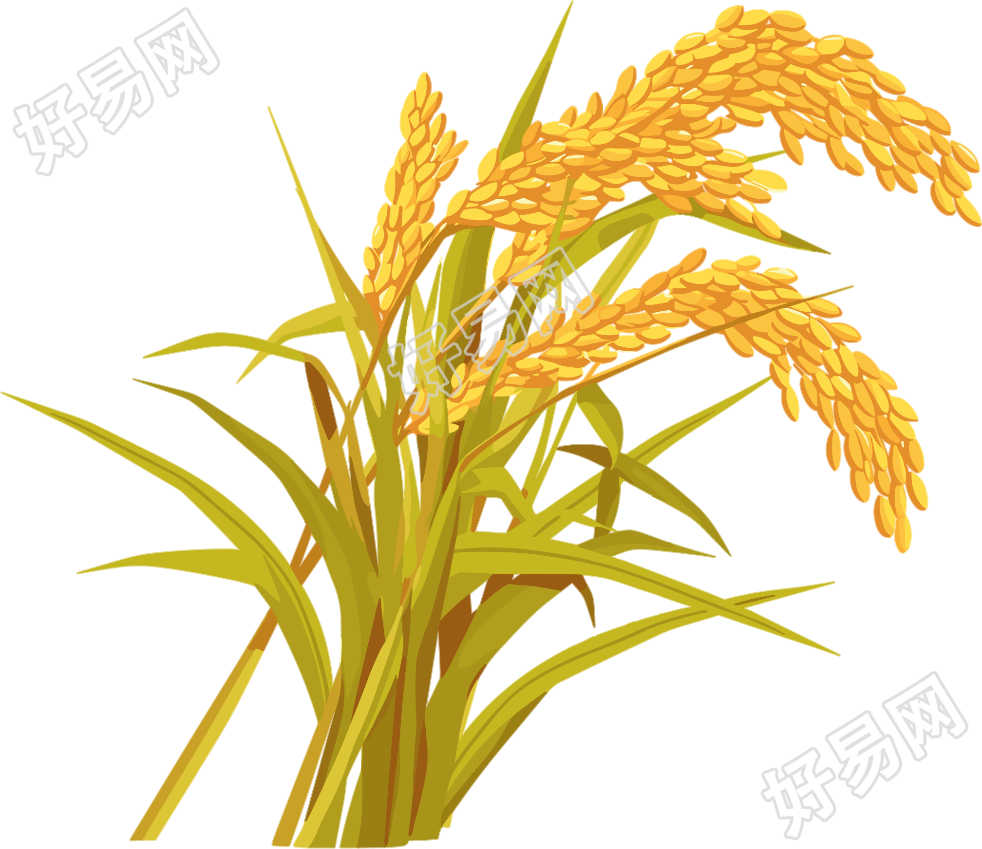 水稻高清插画