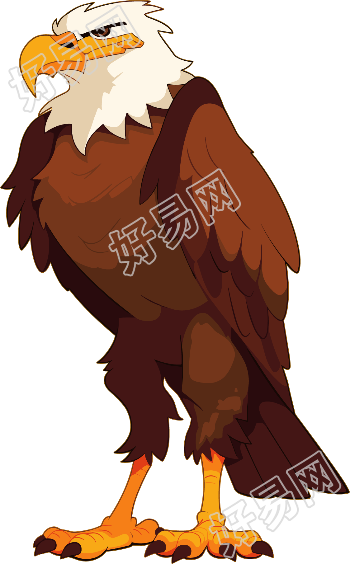老鹰高清素材