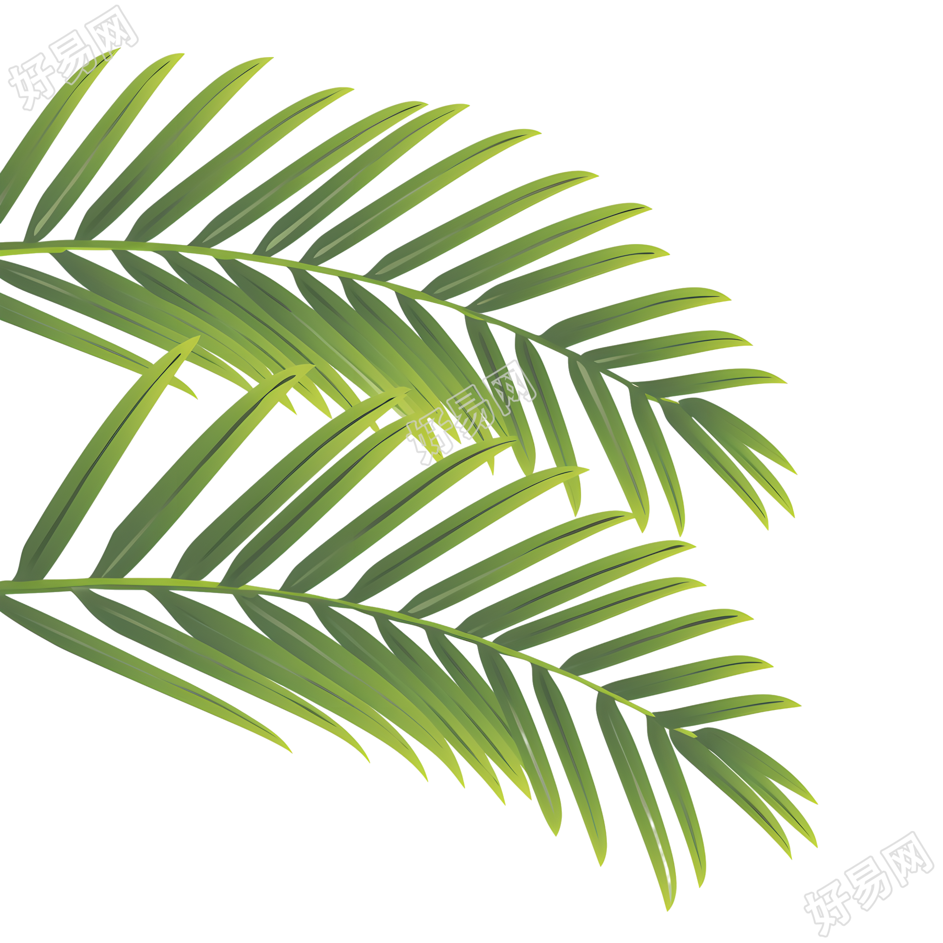 椰子树叶夏日清新元素