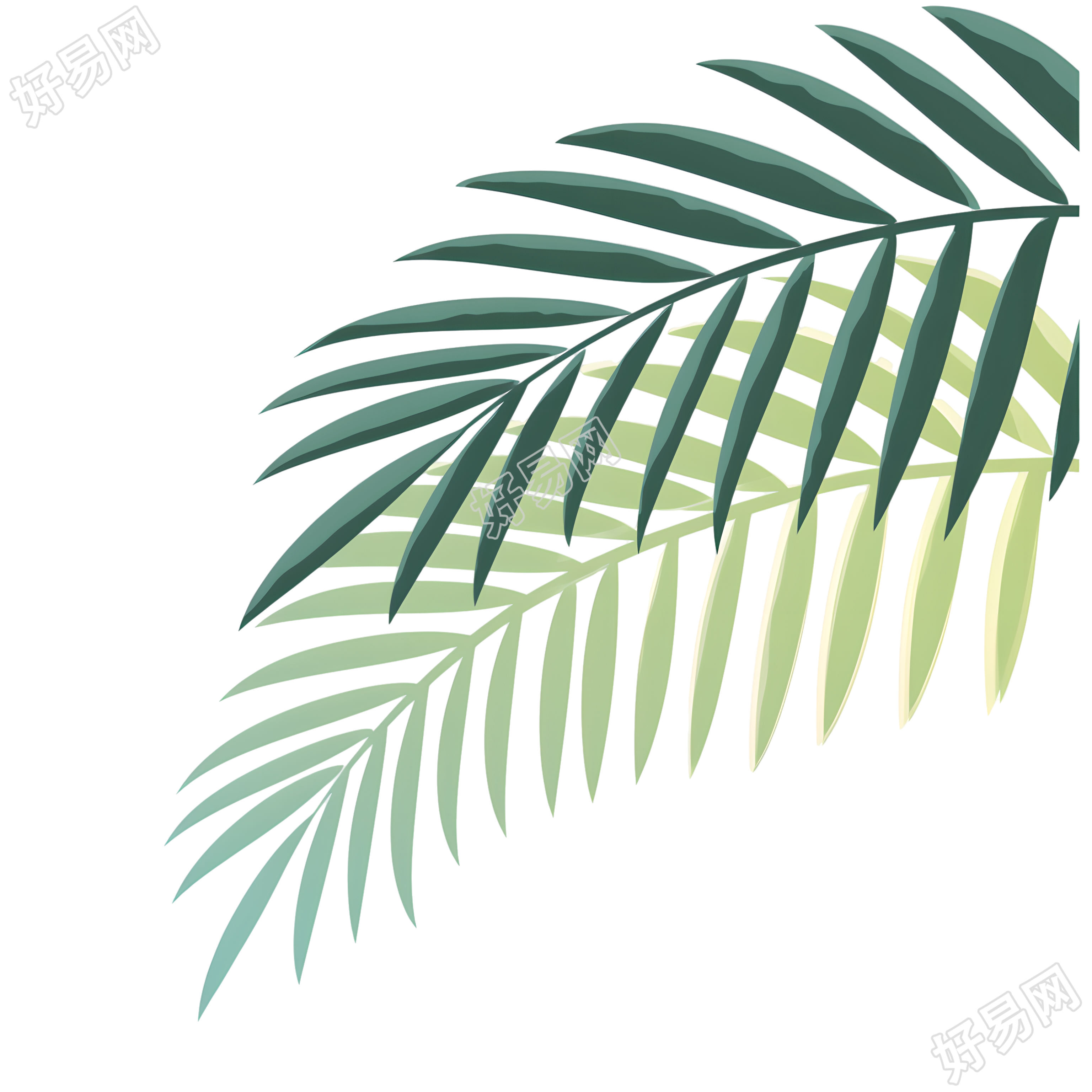 椰子树叶夏日清新插画
