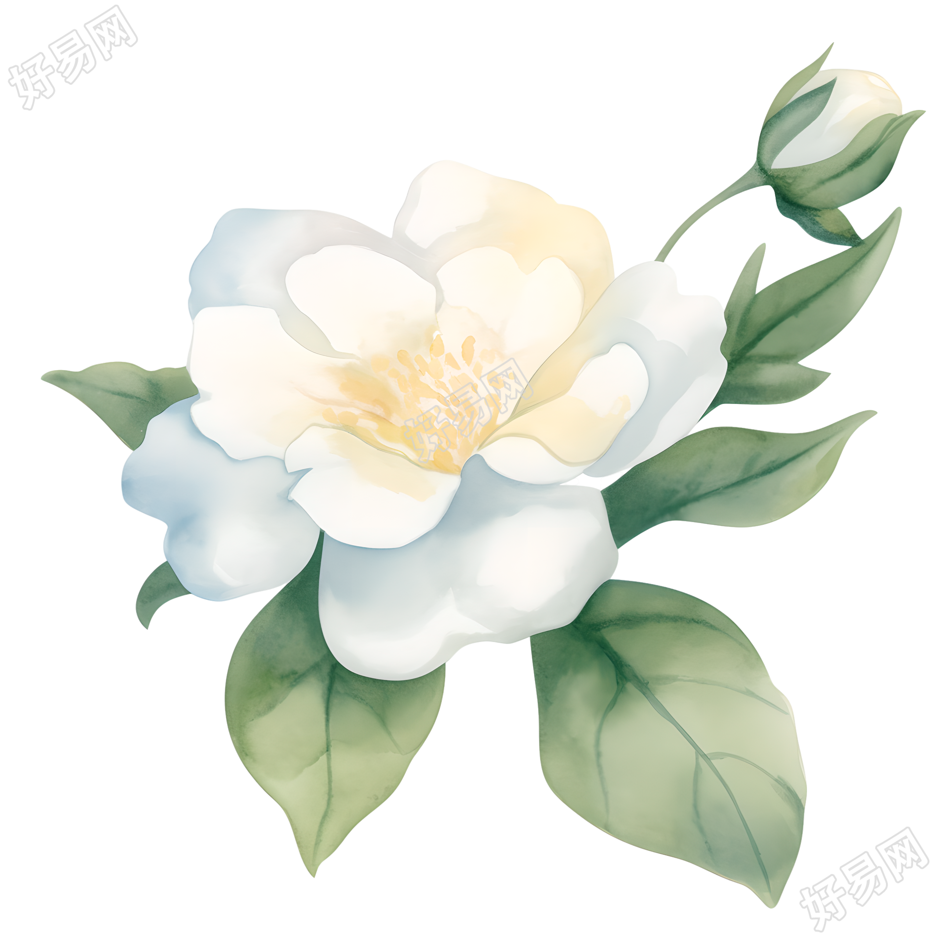 水彩植物元素