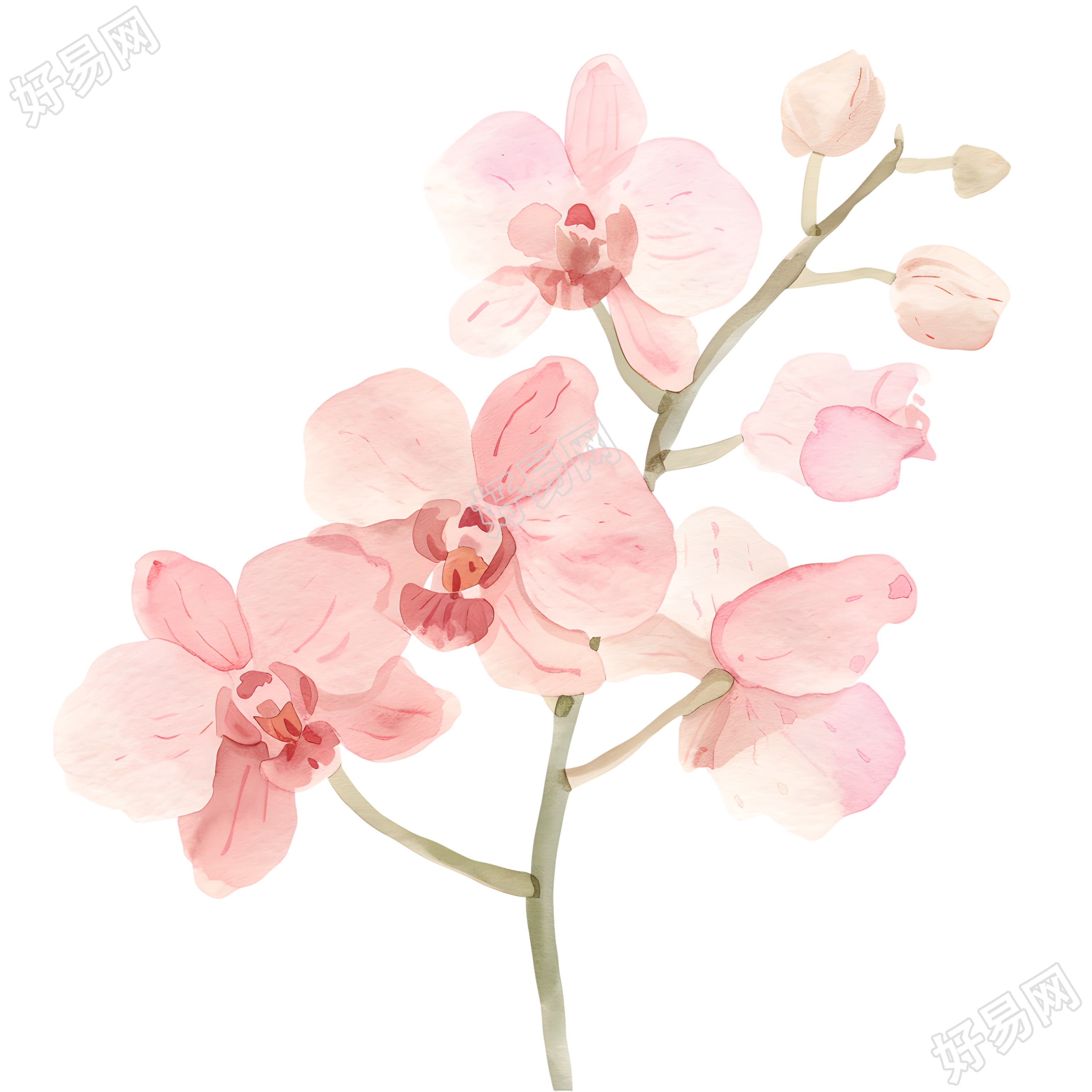 水彩植物兰花插画
