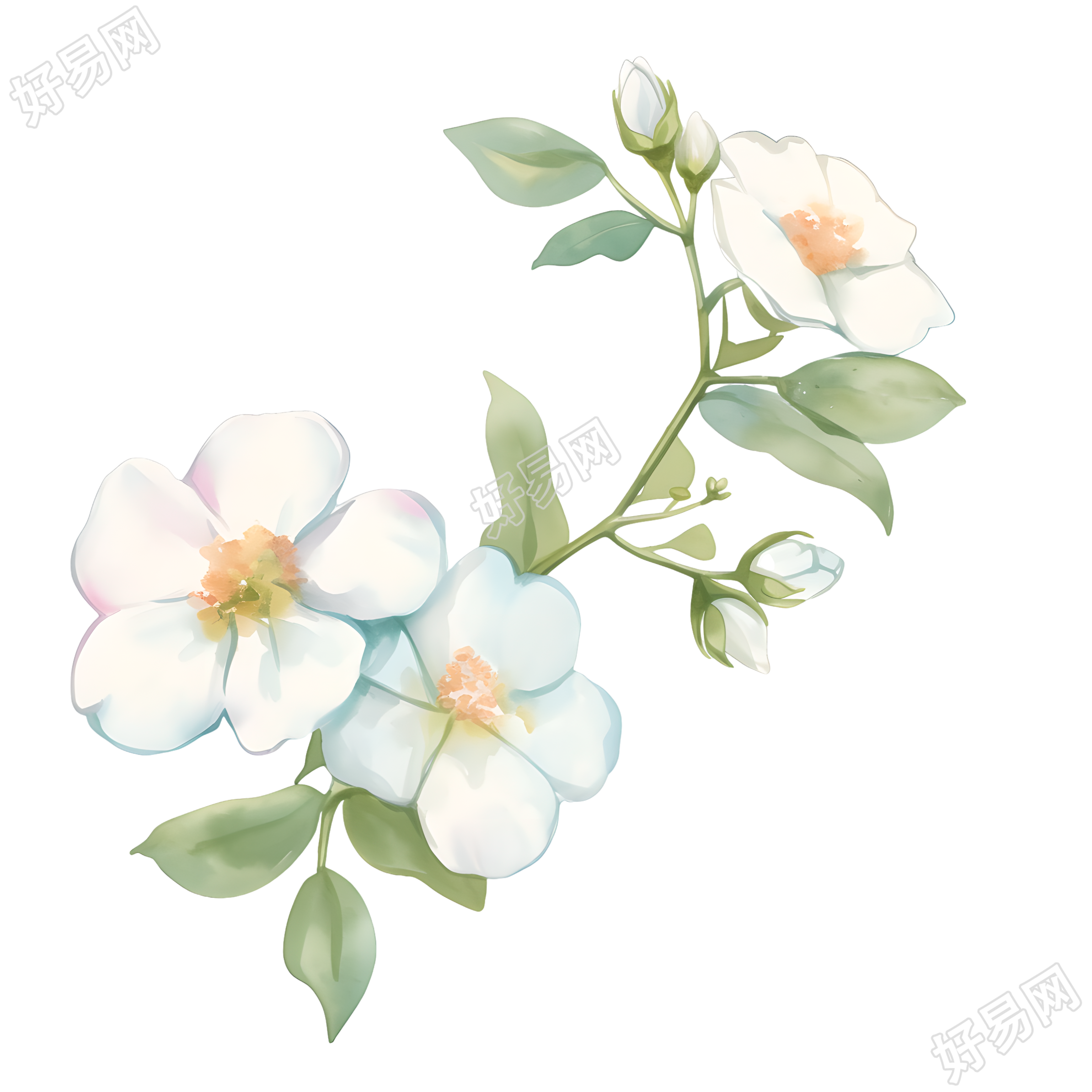 水彩植物高清图形素材