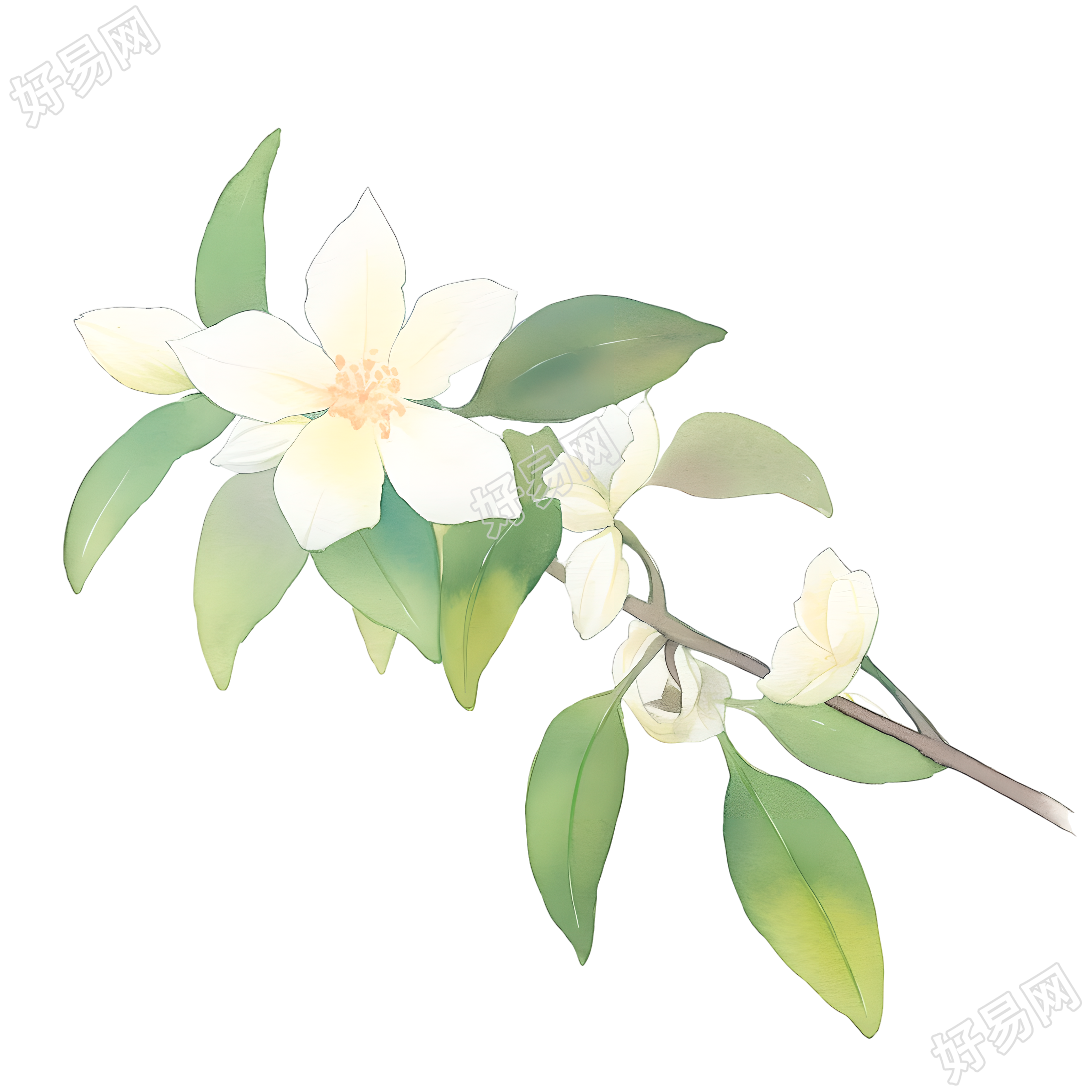 水彩植物小白花插画