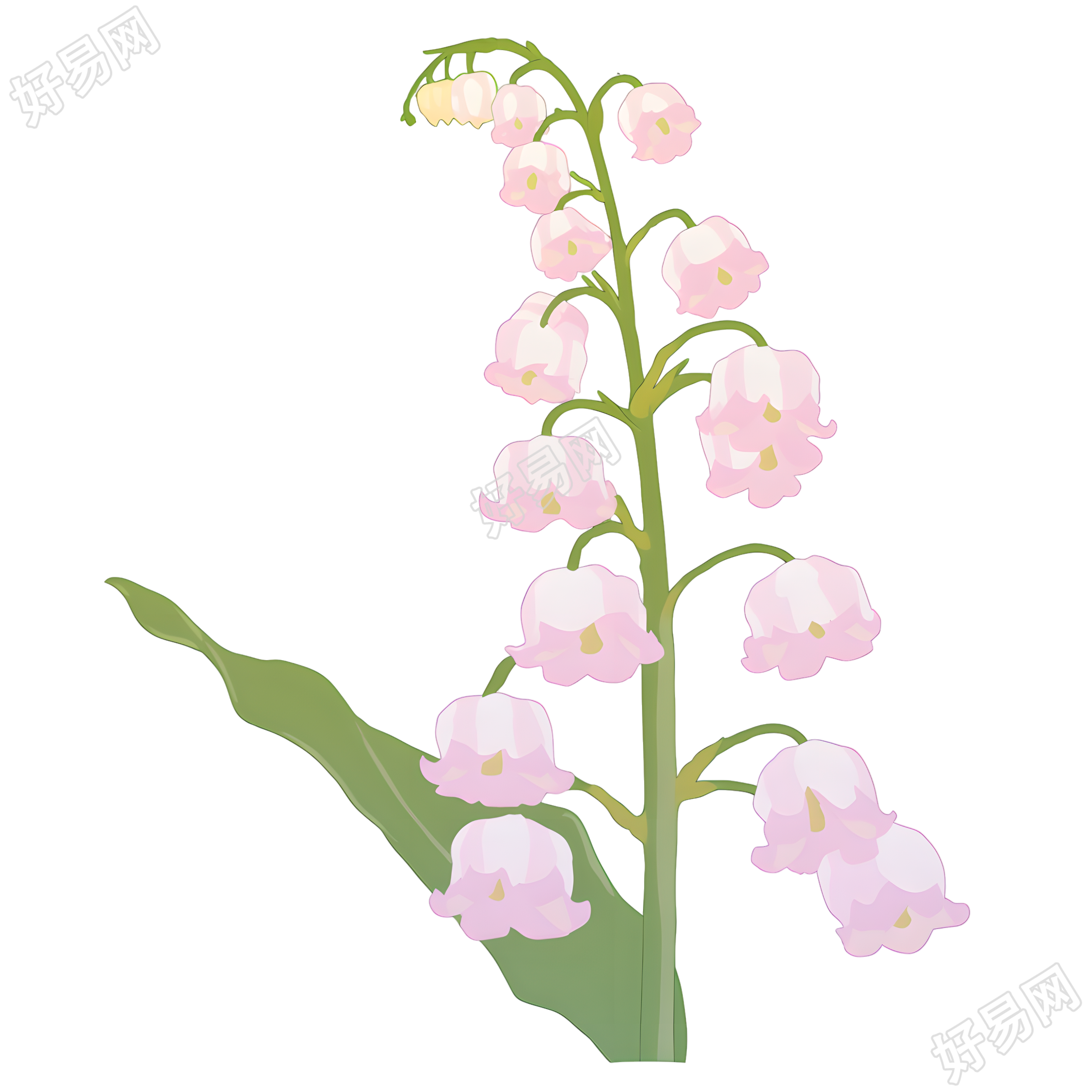 水彩植物铃兰花素材