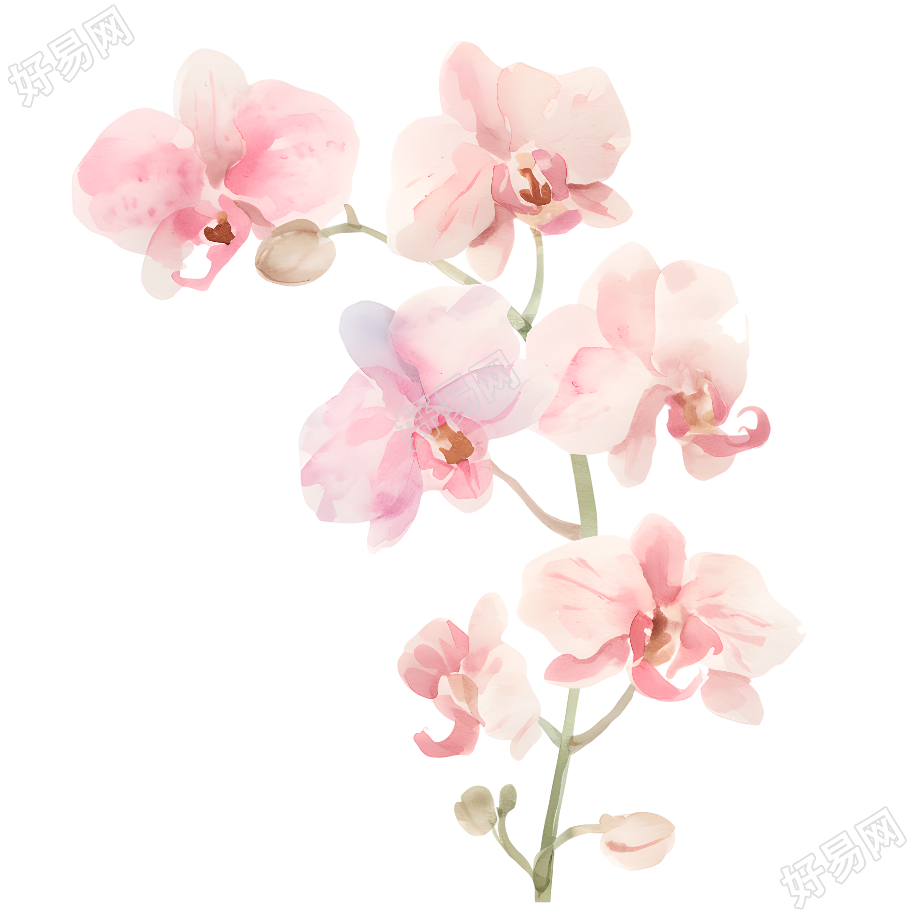 水彩植物兰花素材