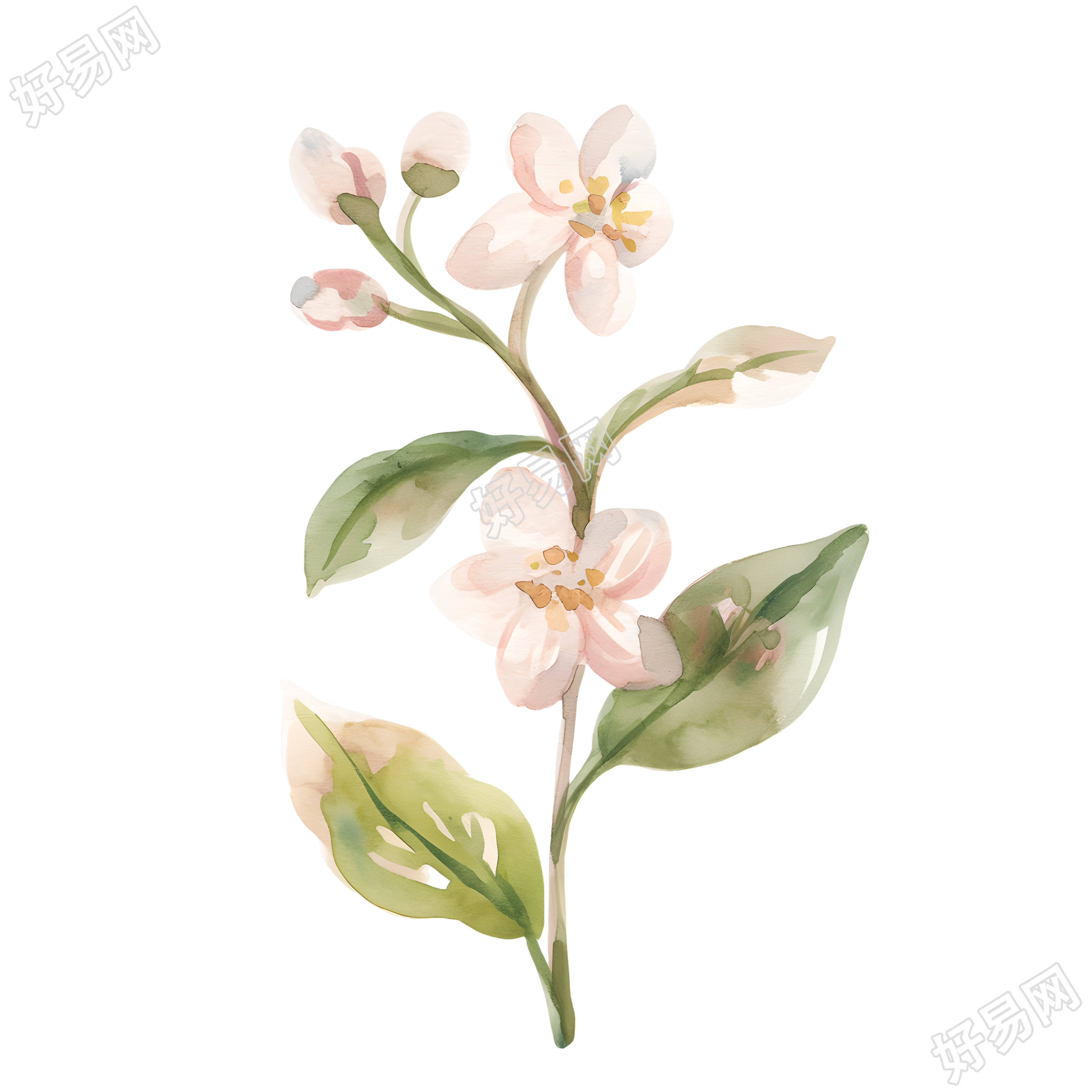 水彩植物装饰小花插画