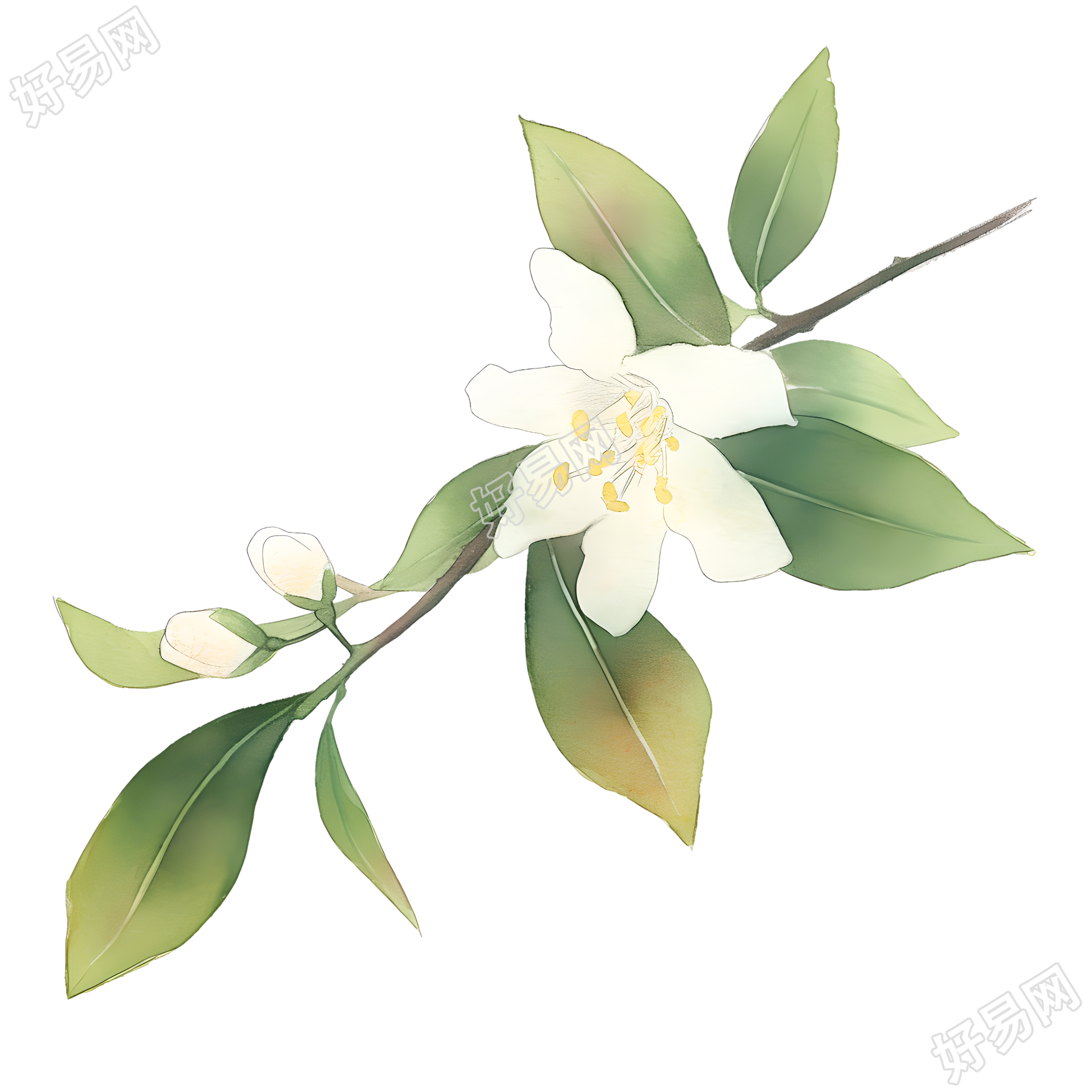 水彩植物插画