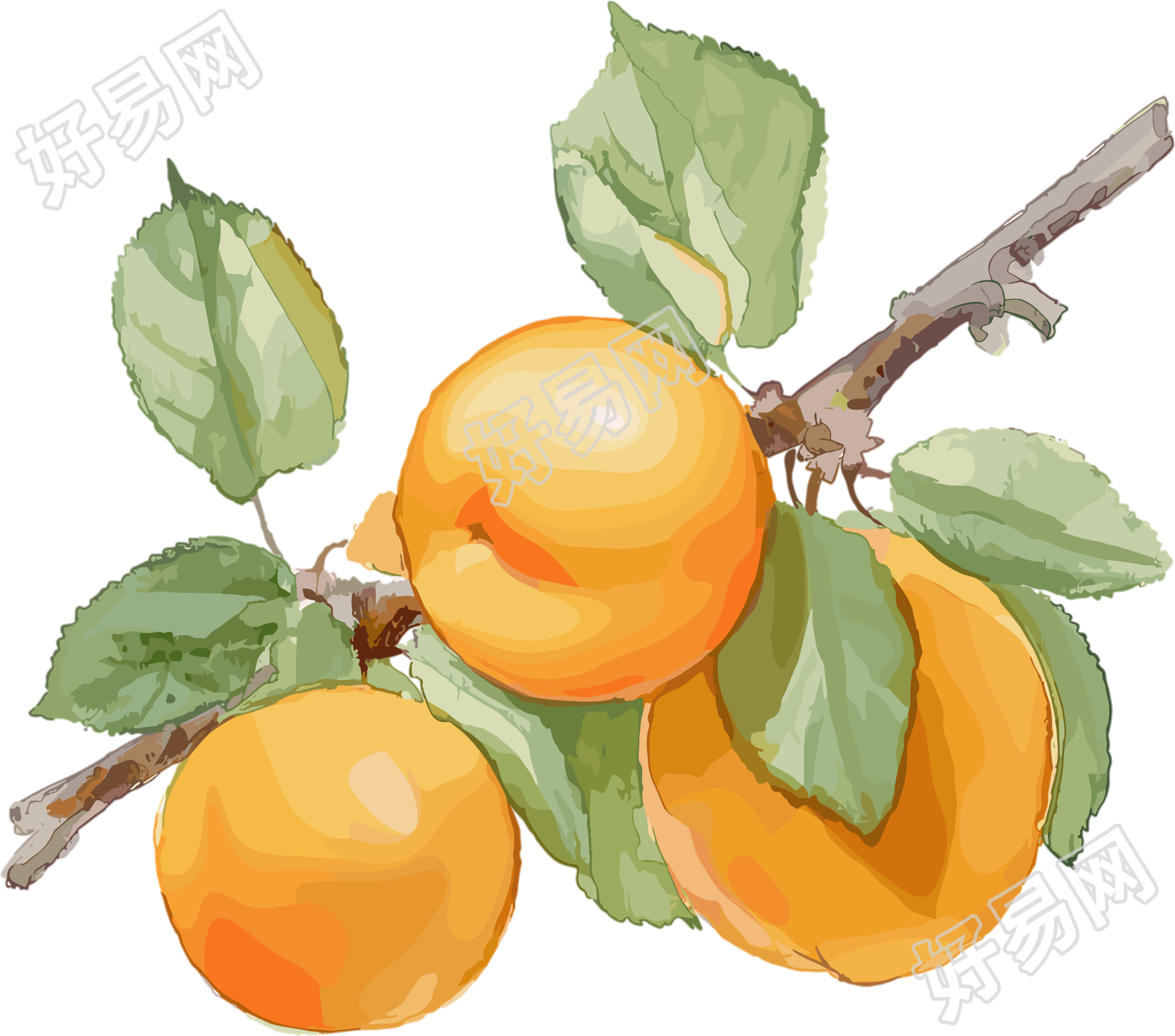 杏子透明背景插图