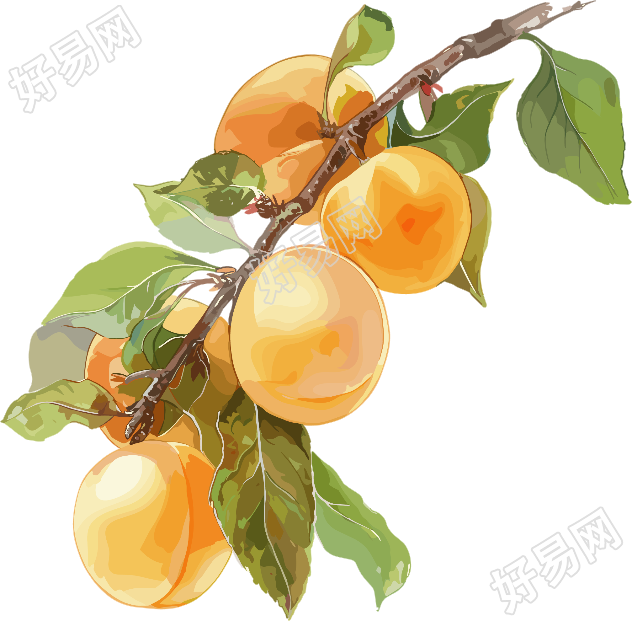 杏子枝干插图