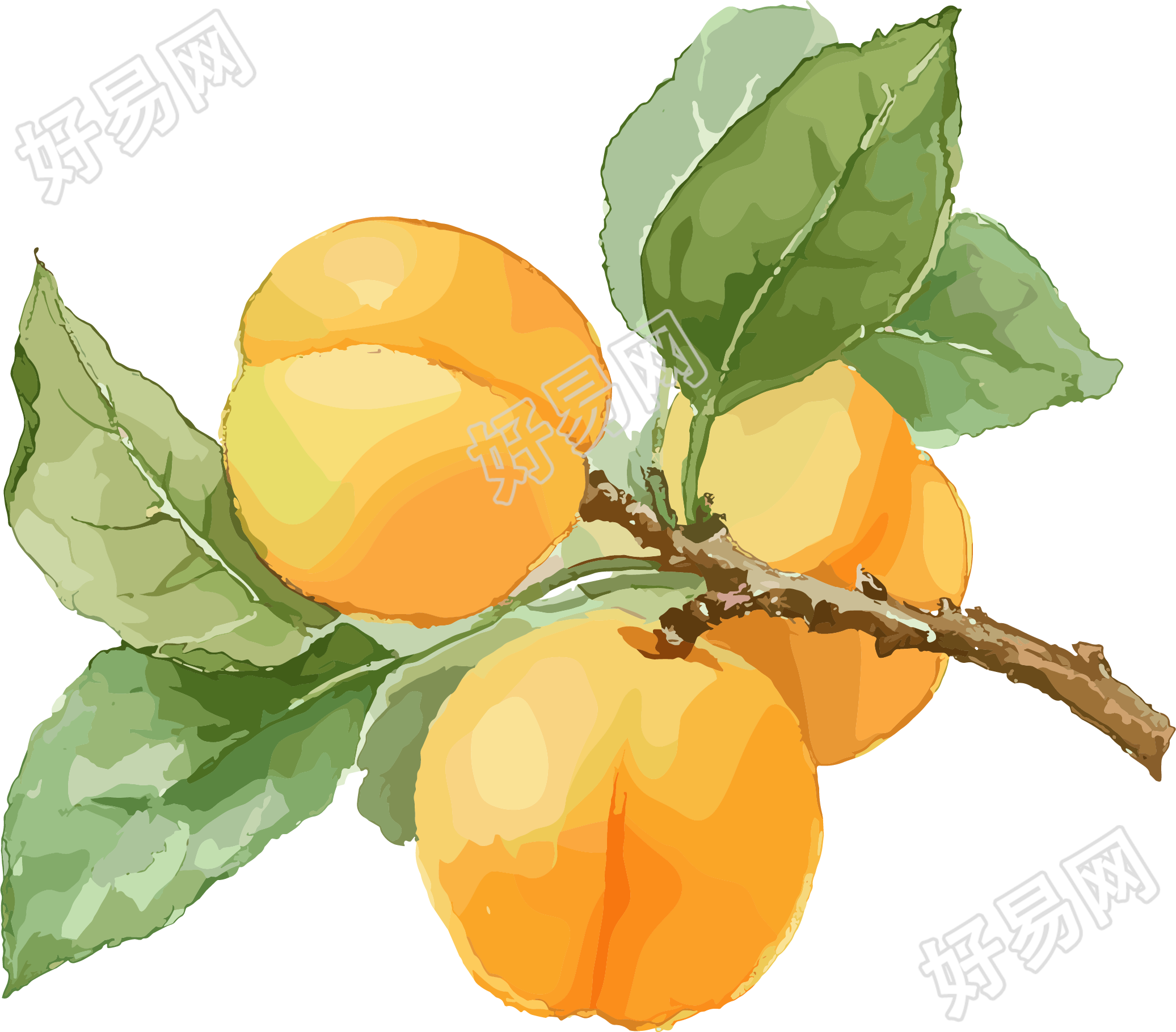 杏子剪贴画素材