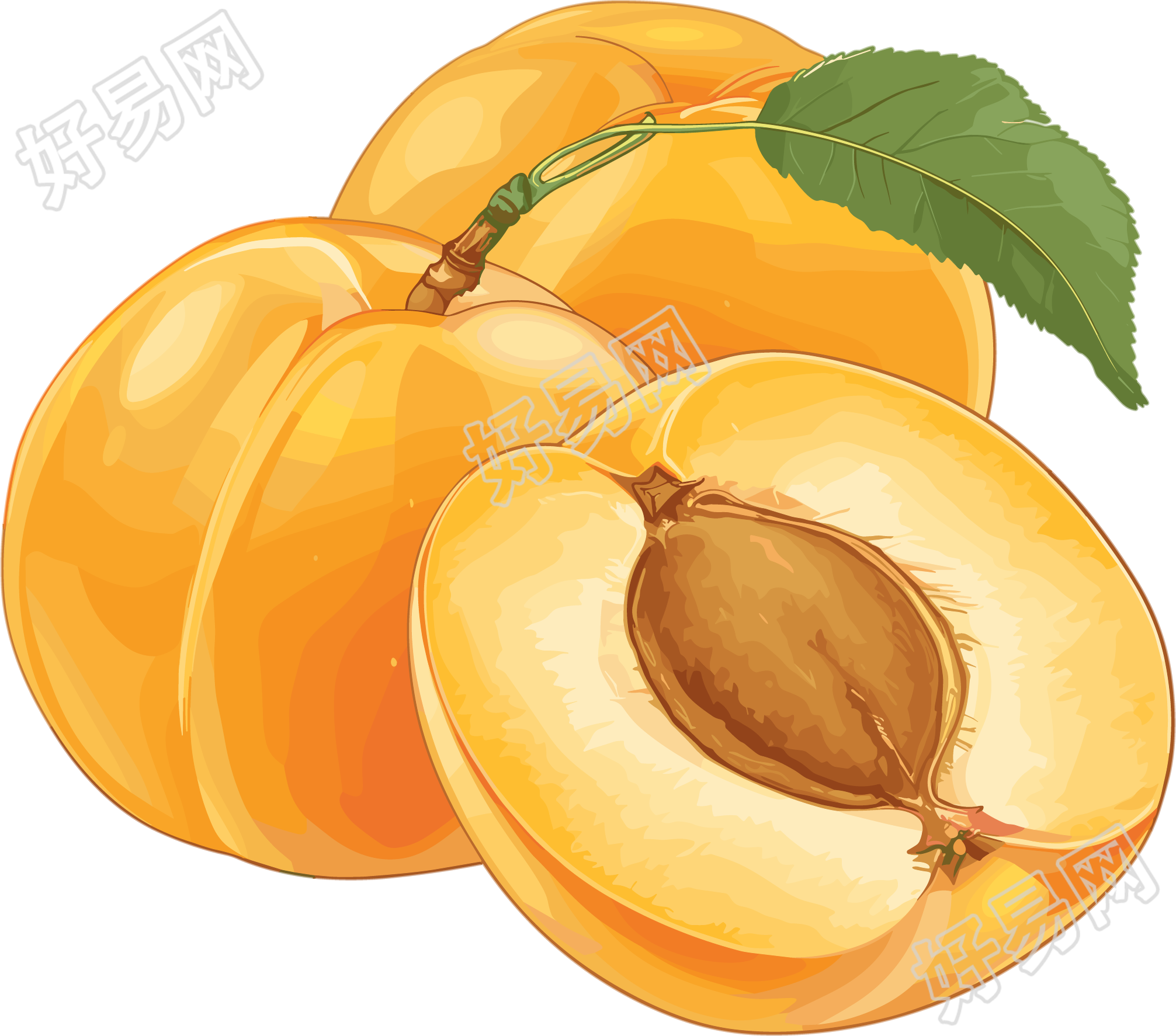 杏子矢量插图
