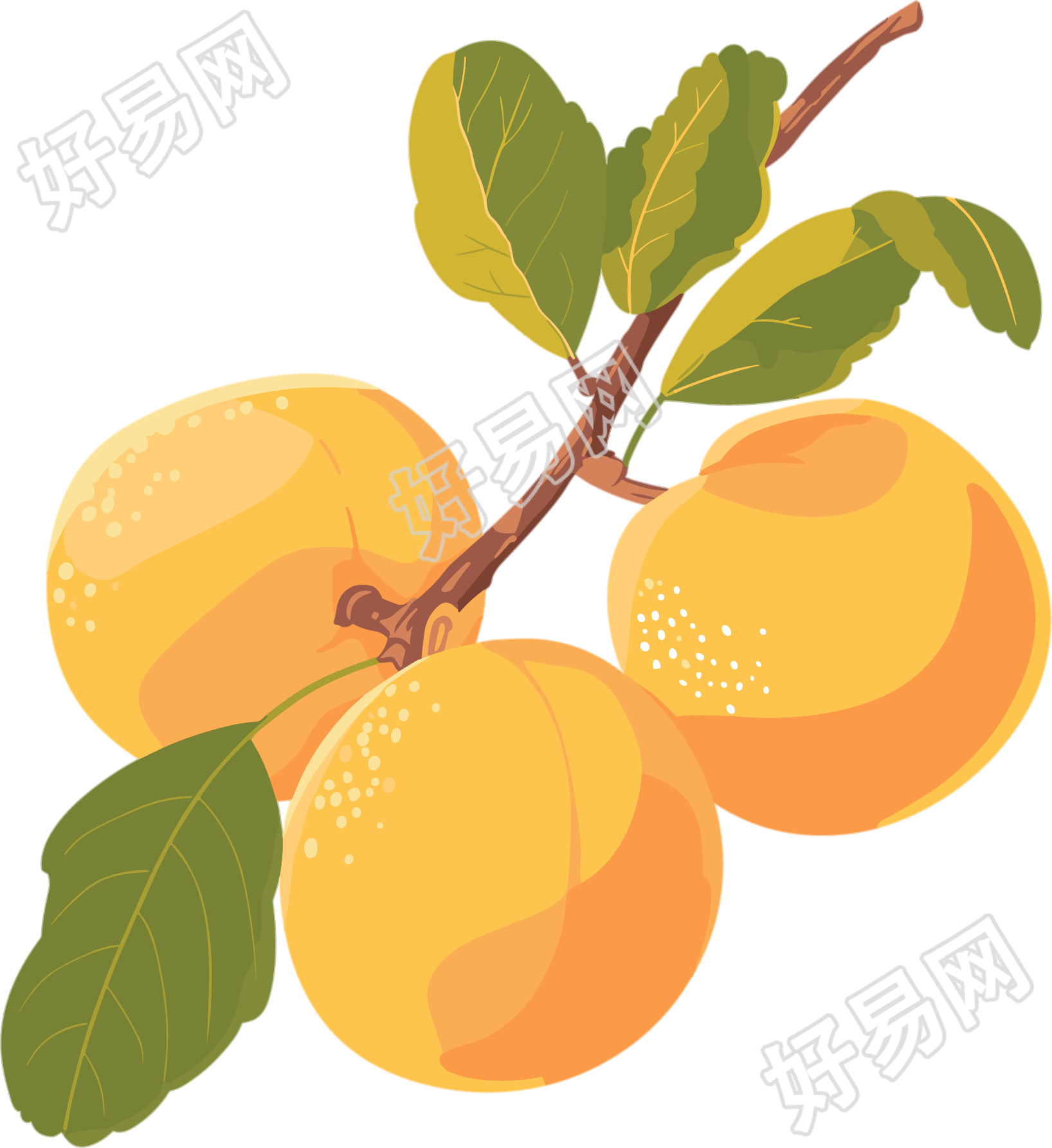 黄色杏子插画设计元素