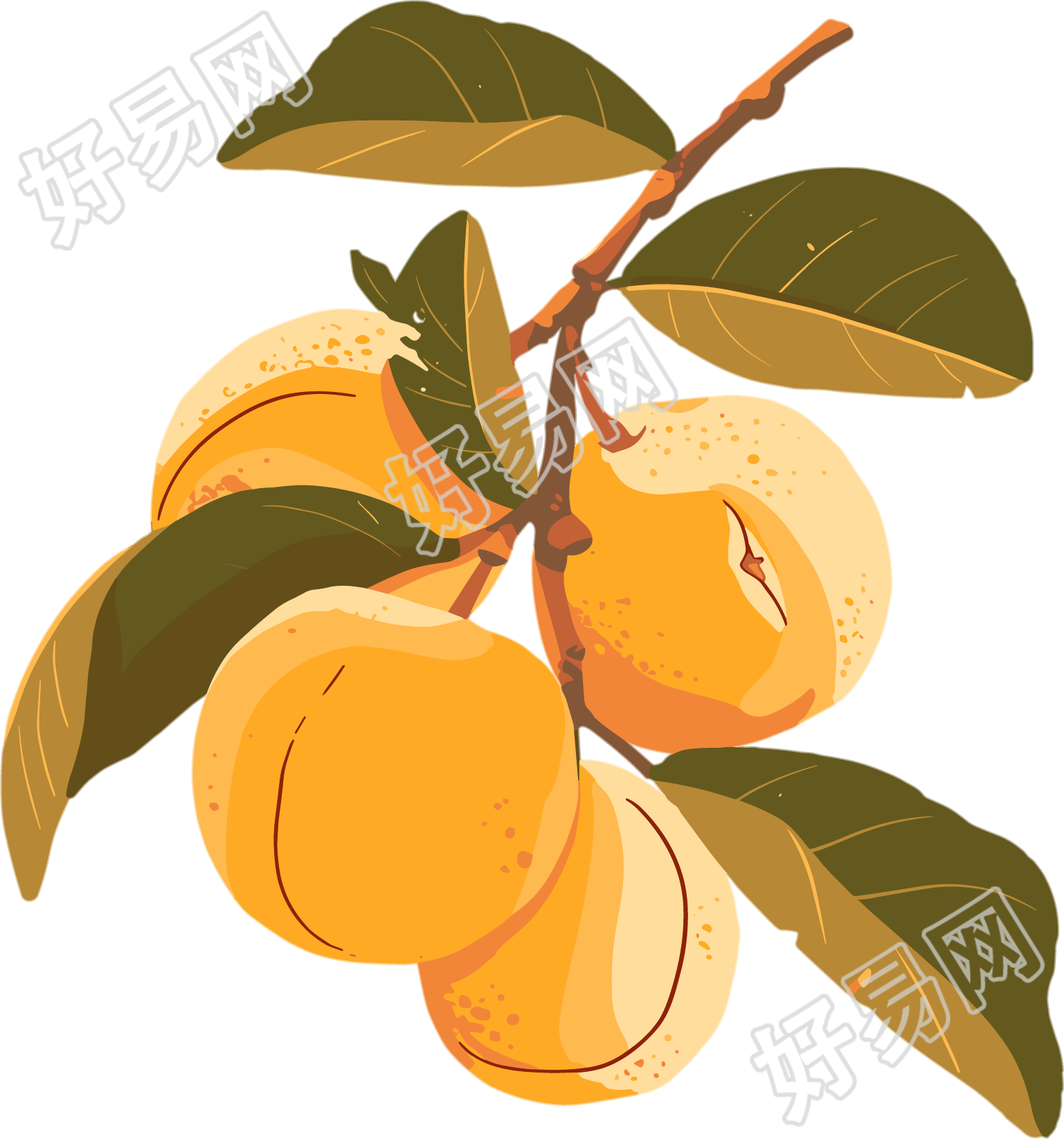 黄色杏子美味插画